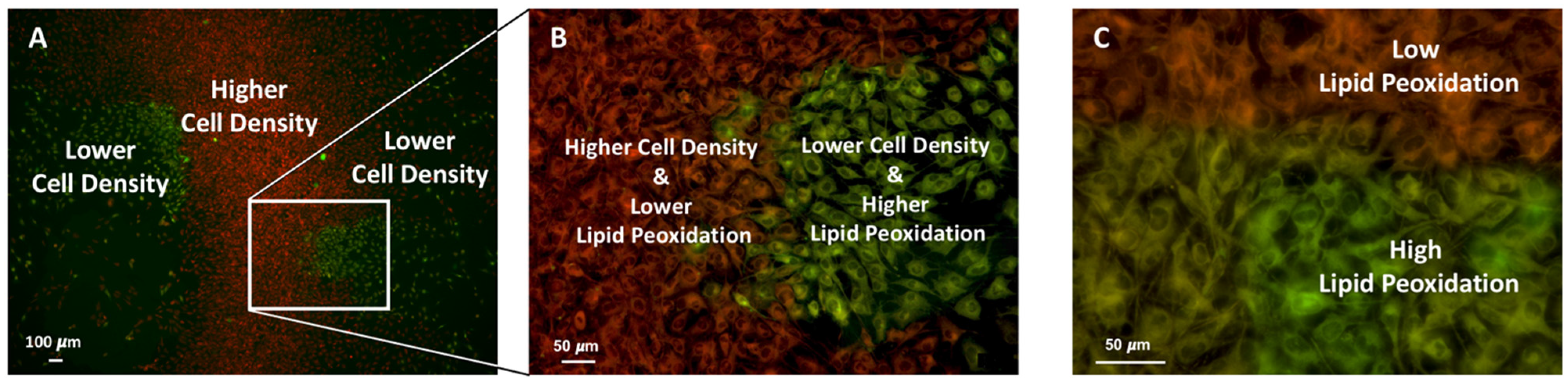 Ijms 26 12059 g007 Ijms 26 12059 g007