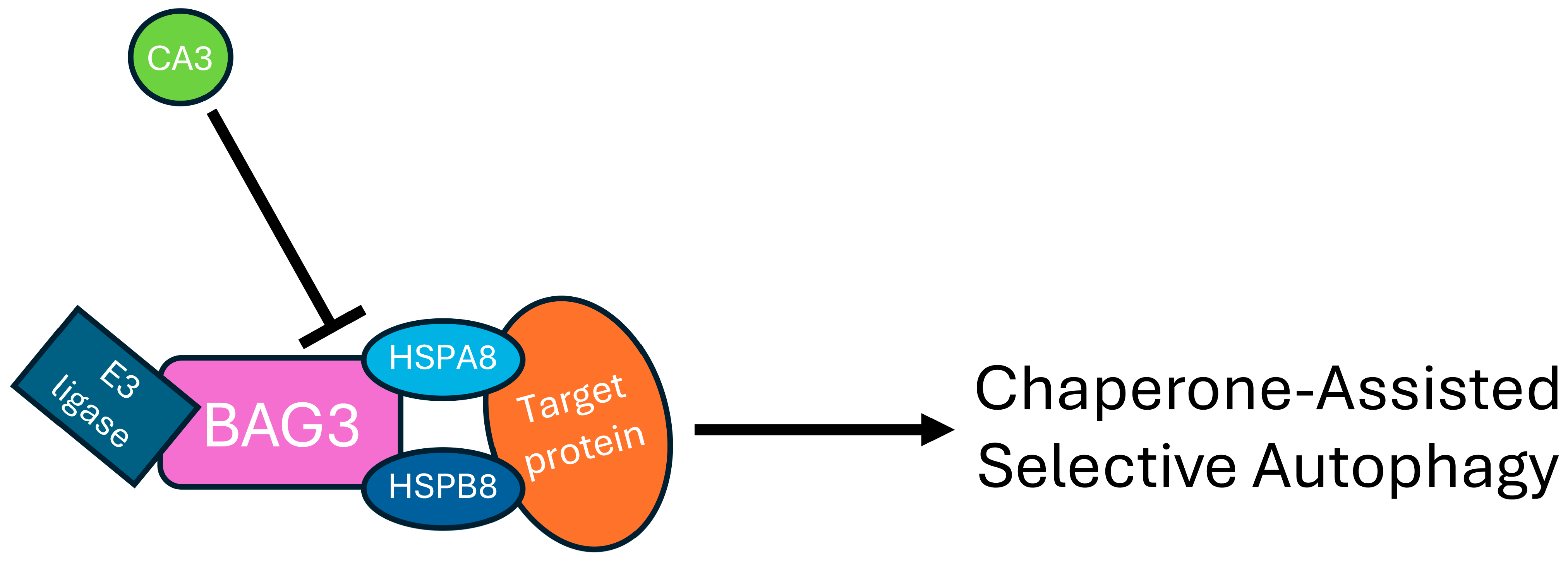 Ijms 26 12064 g009 Ijms 26 12064 g009