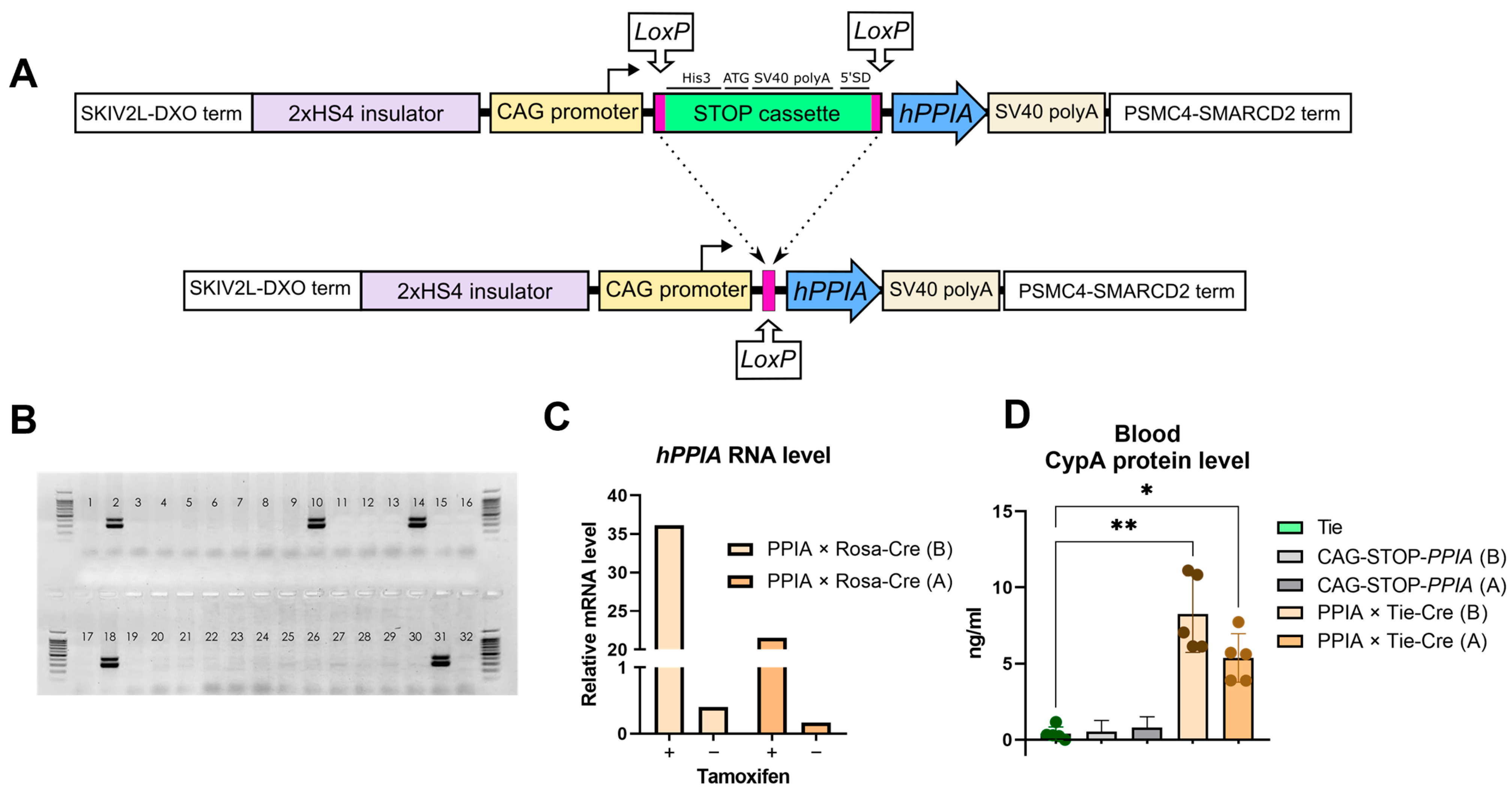 Ijms 26 12068 g001 Ijms 26 12068 g001