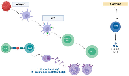 Ensuring the Safe Use of Bee Products: A Review of Allergic Risks