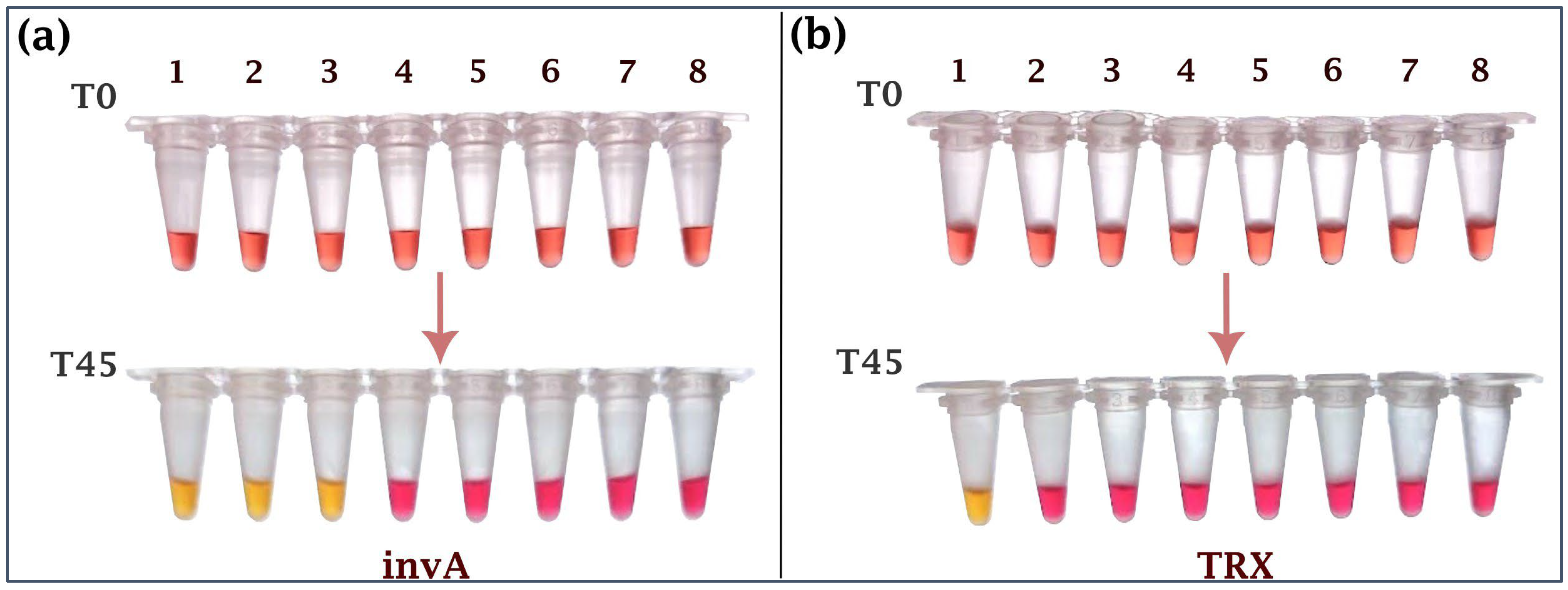 Ijms 26 12083 g001 Ijms 26 12083 g001