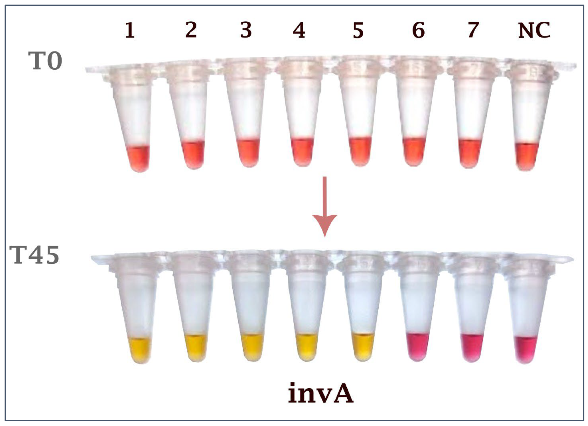 Ijms 26 12083 g002 Ijms 26 12083 g002