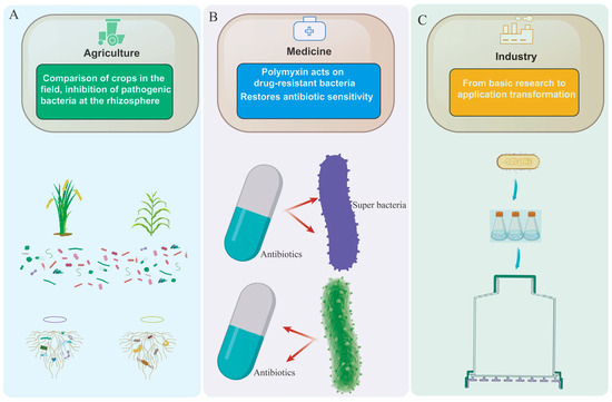Exploring the Multifunctional Role of Paenibacillus Metabolites in
