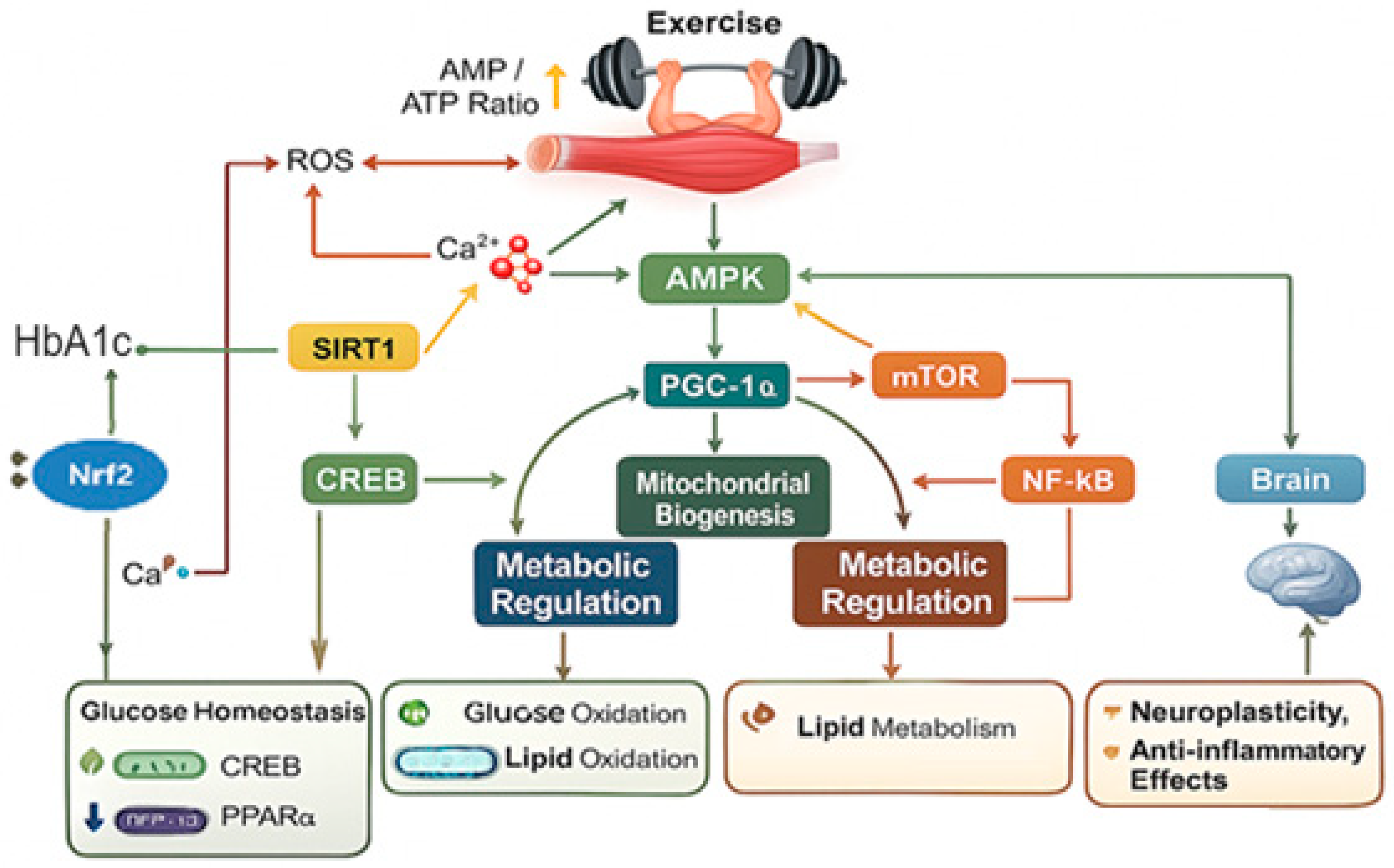 Ijms 26 12096 g001 Ijms 26 12096 g001