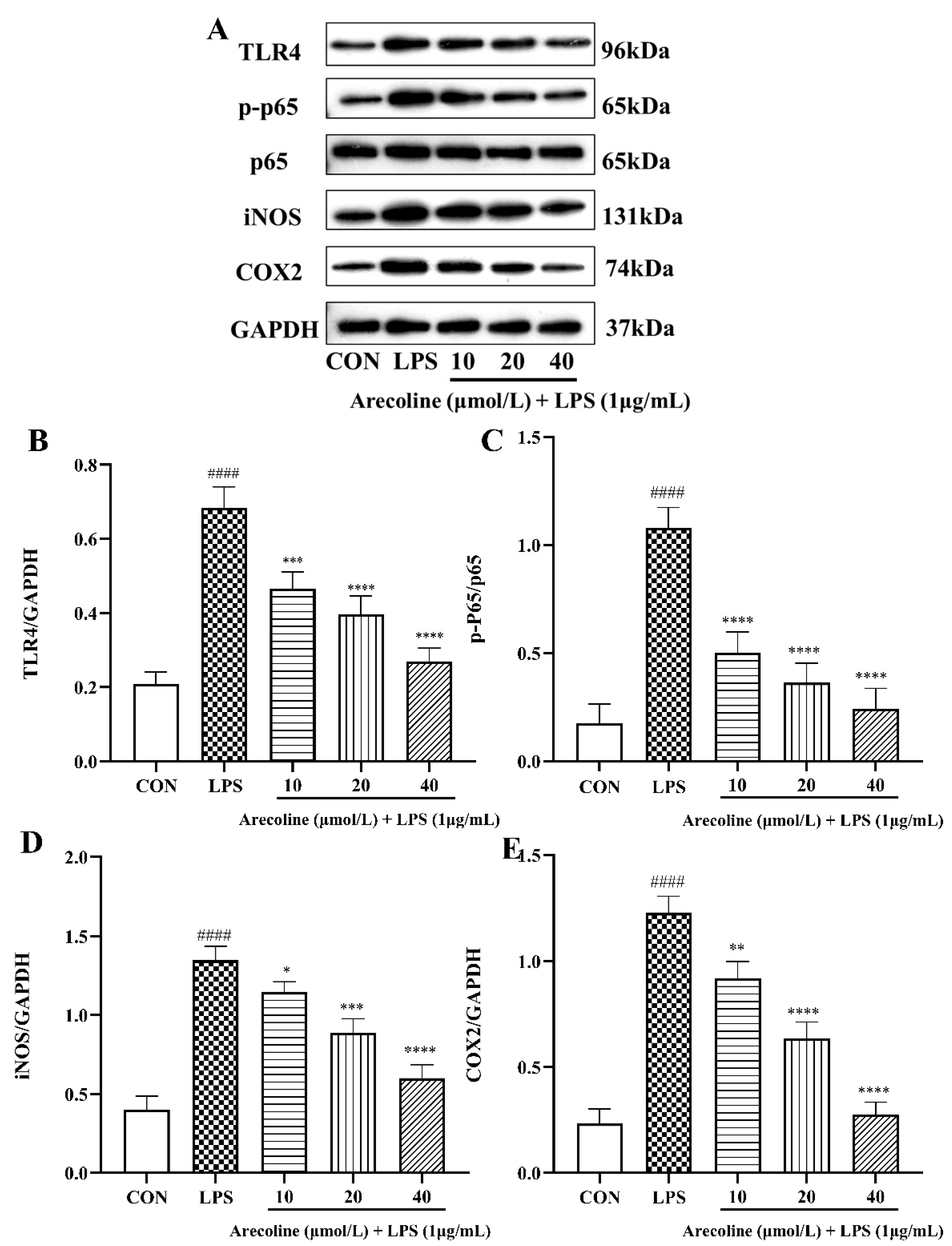 Ijms 26 12097 g005 Ijms 26 12097 g005