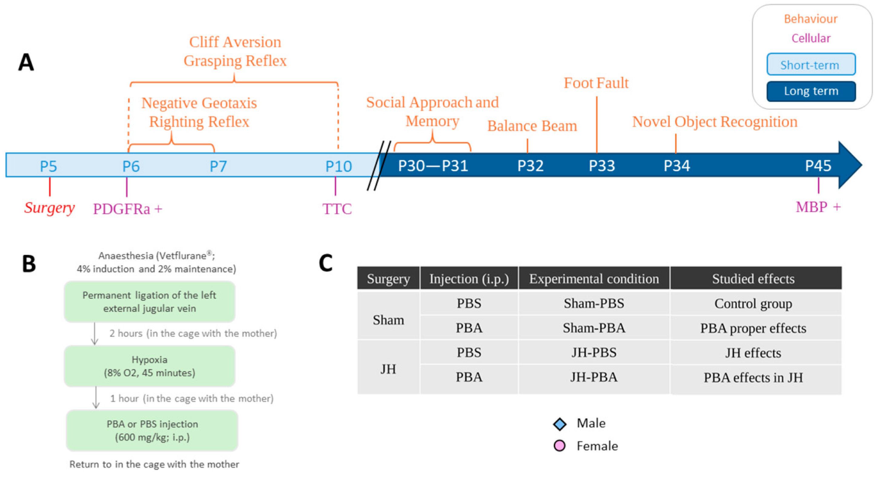 Ijms 26 12099 g013 Ijms 26 12099 g013