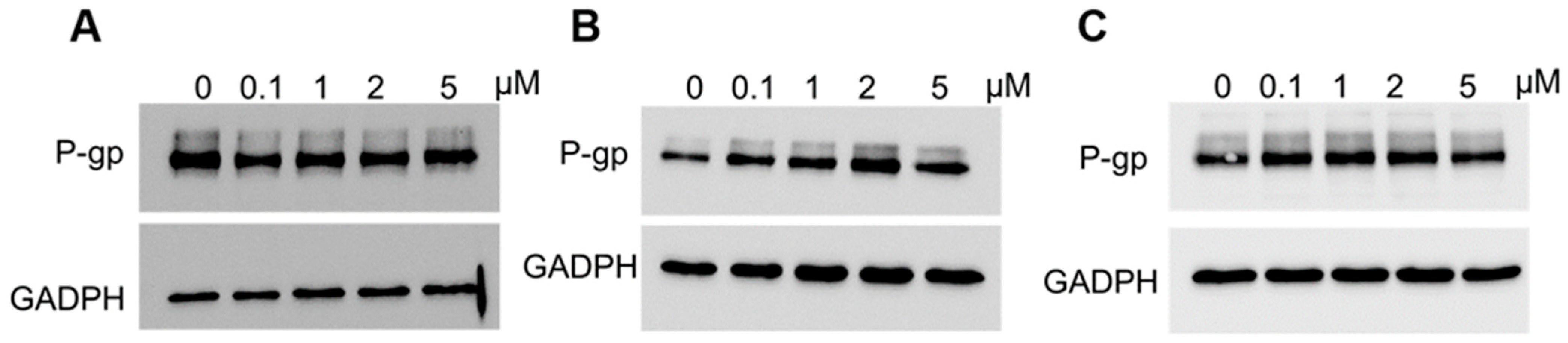 Ijms 26 12105 g006 Ijms 26 12105 g006