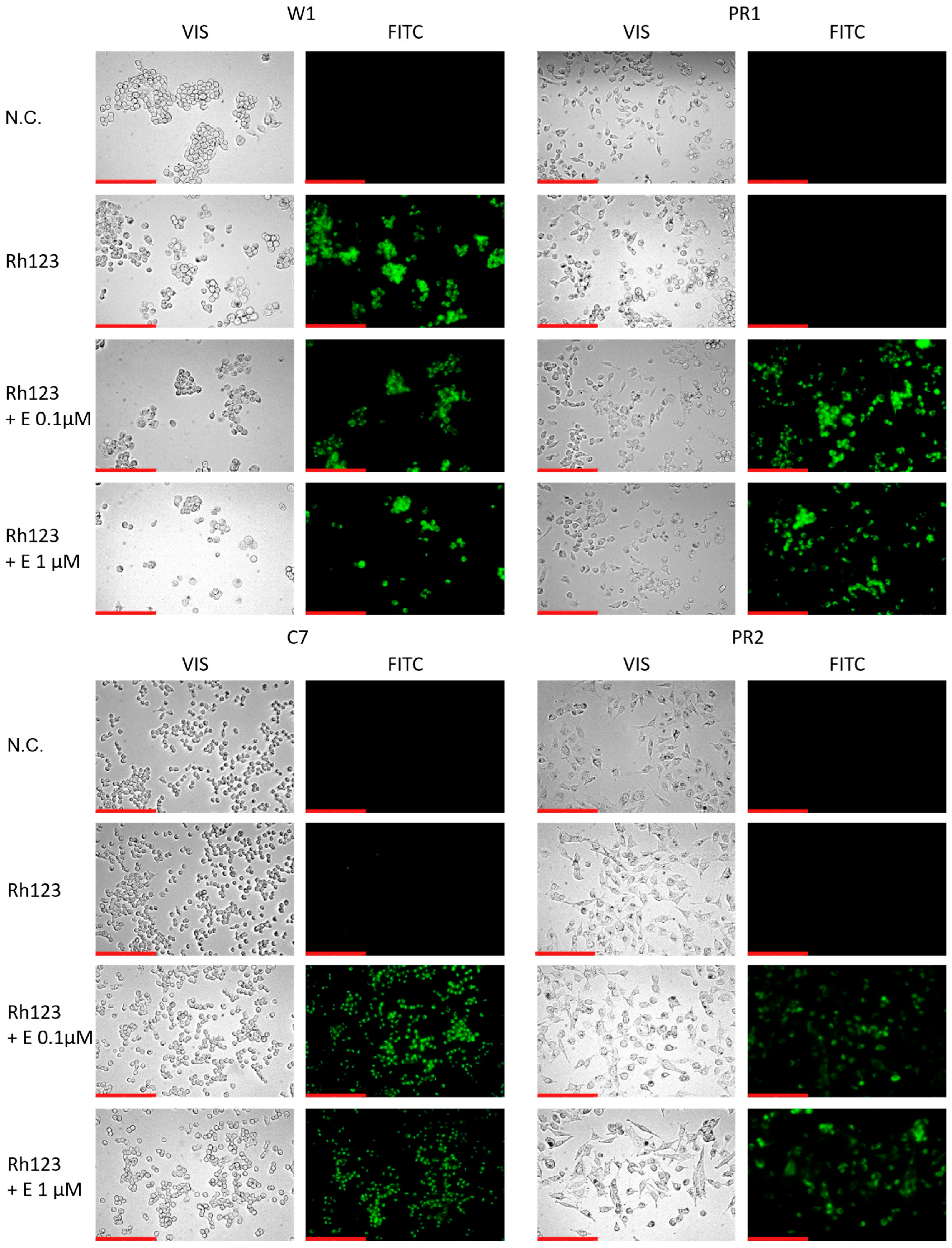 Ijms 26 12105 g008 Ijms 26 12105 g008