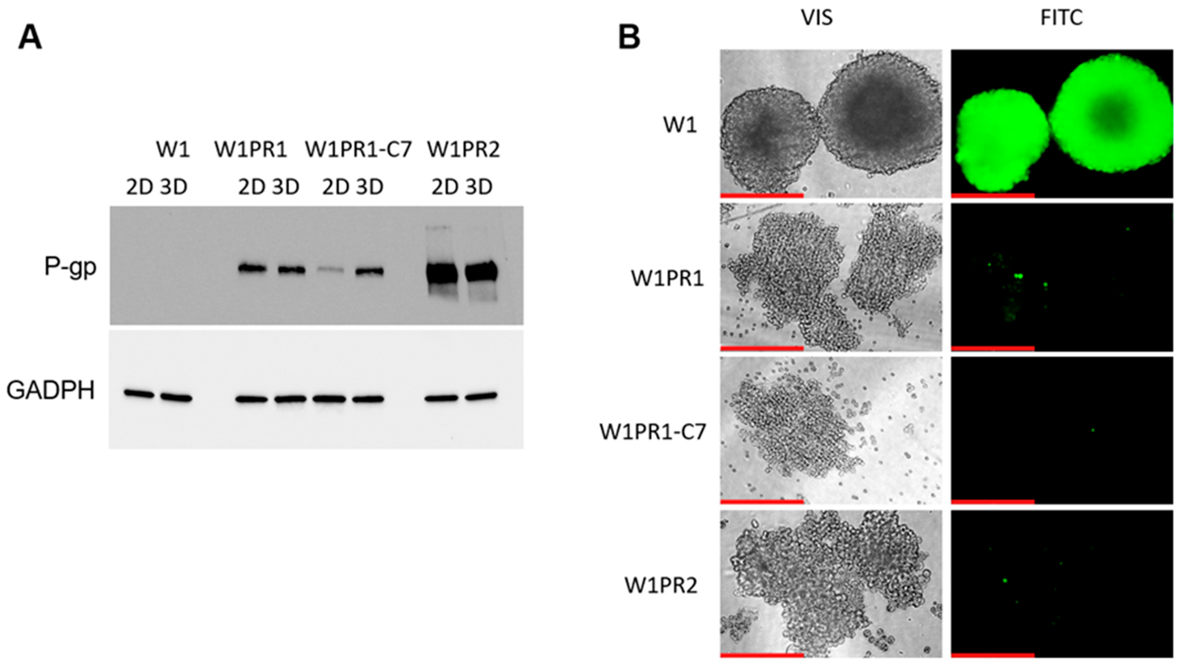 Ijms 26 12105 g009 Ijms 26 12105 g009