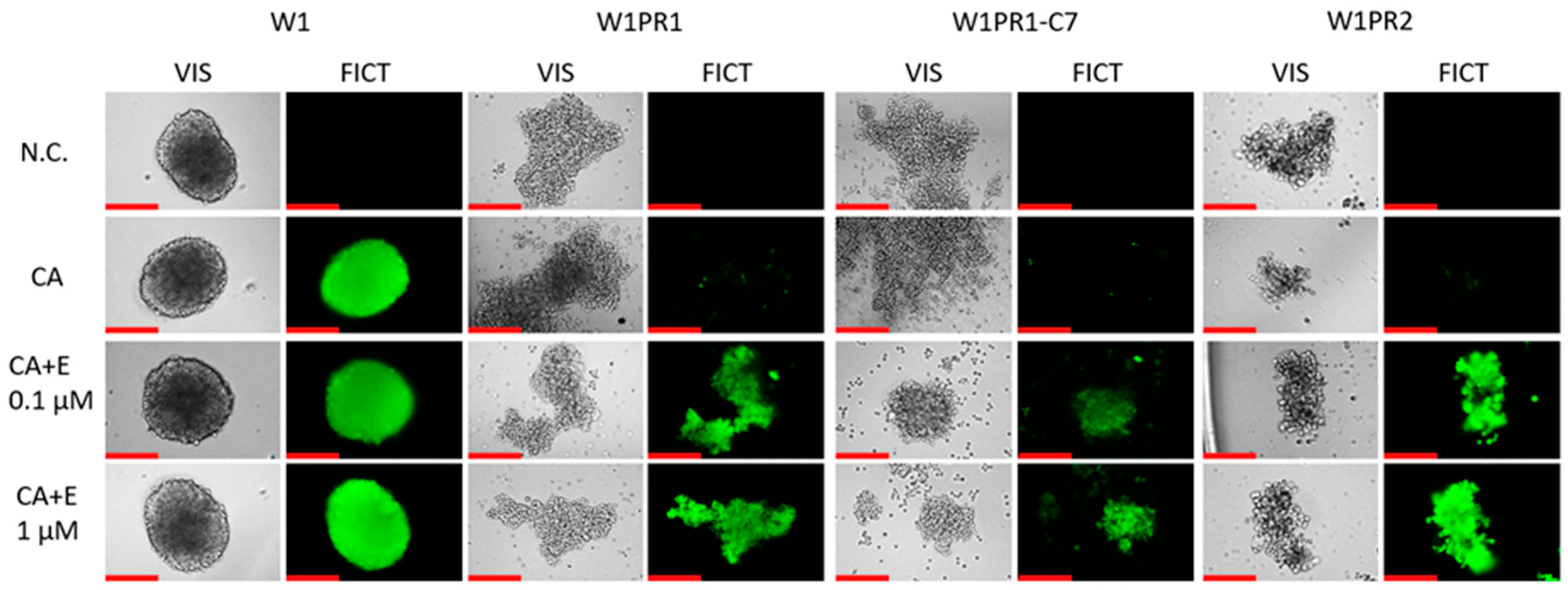Ijms 26 12105 g010 Ijms 26 12105 g010