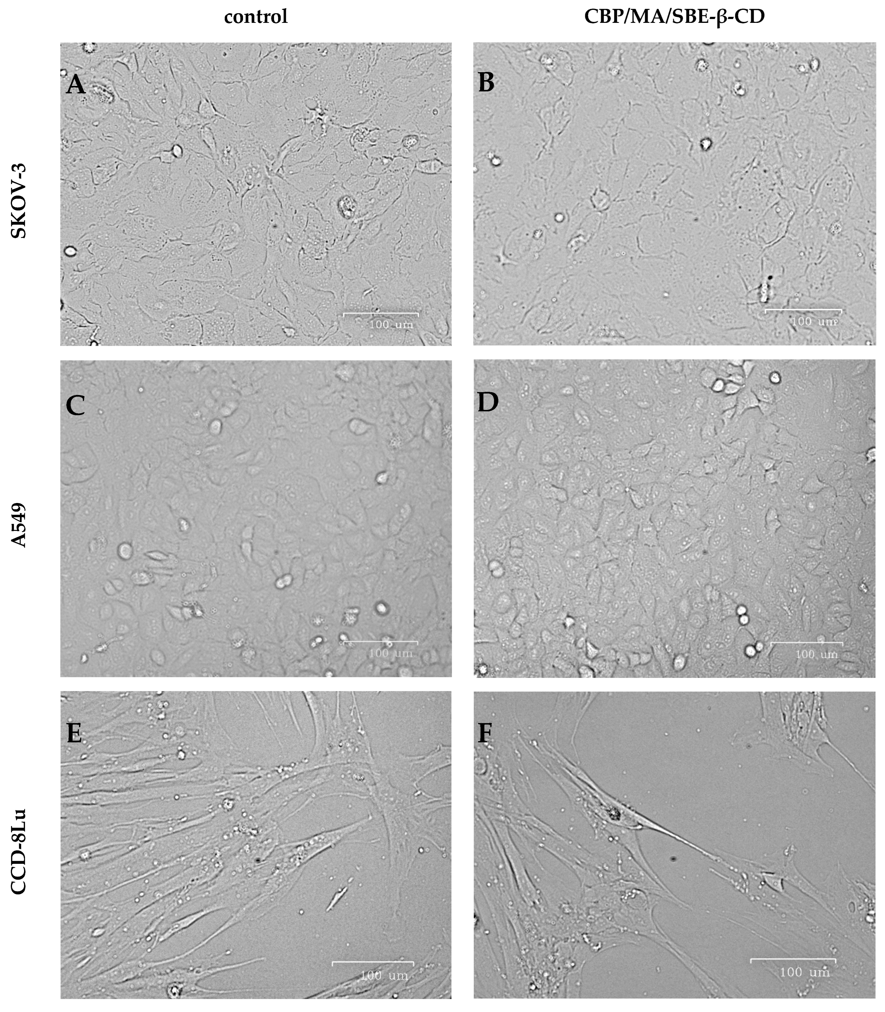 Ijms 26 12108 g005 Ijms 26 12108 g005