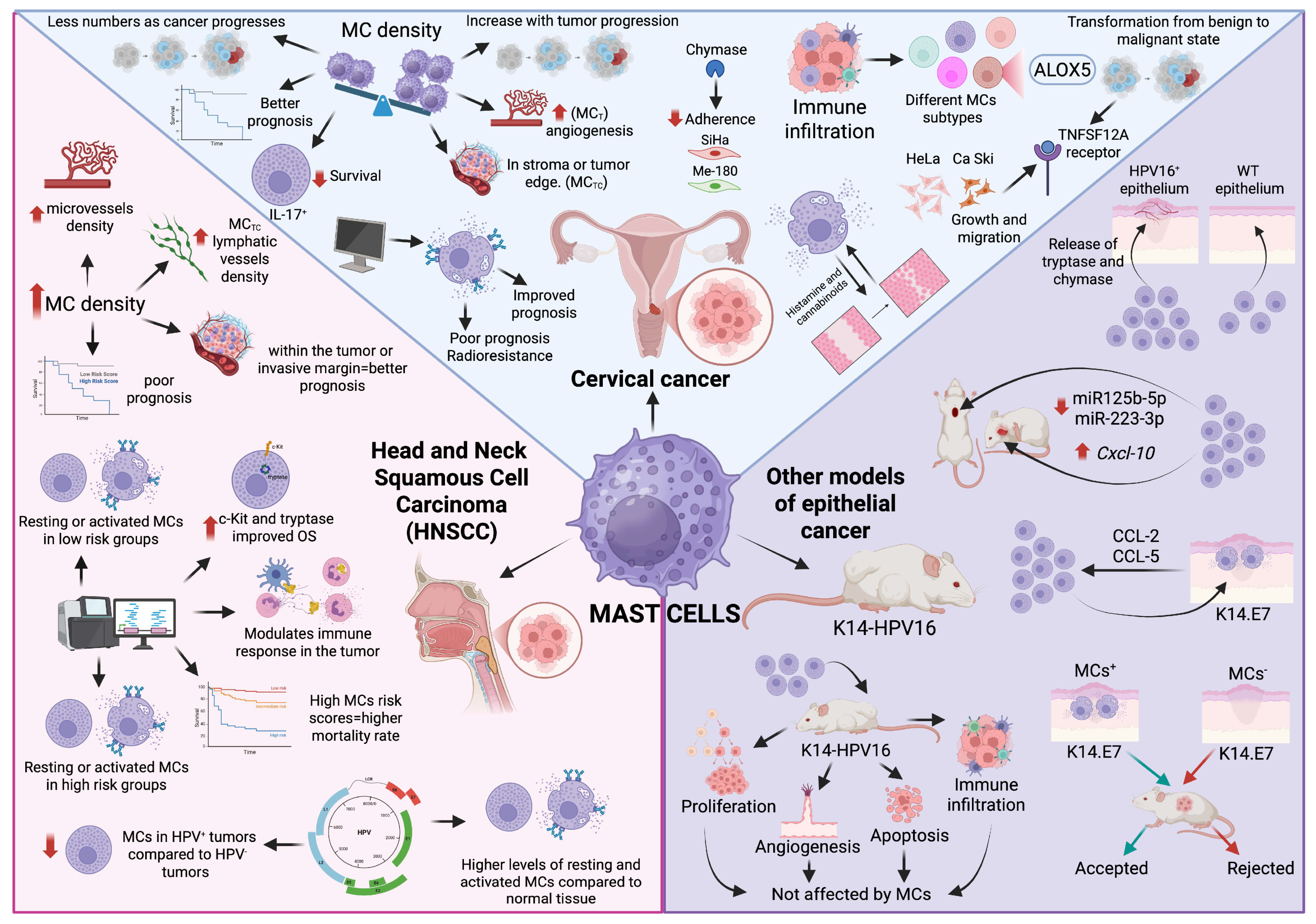 Ijms 26 12110 g003 Ijms 26 12110 g003