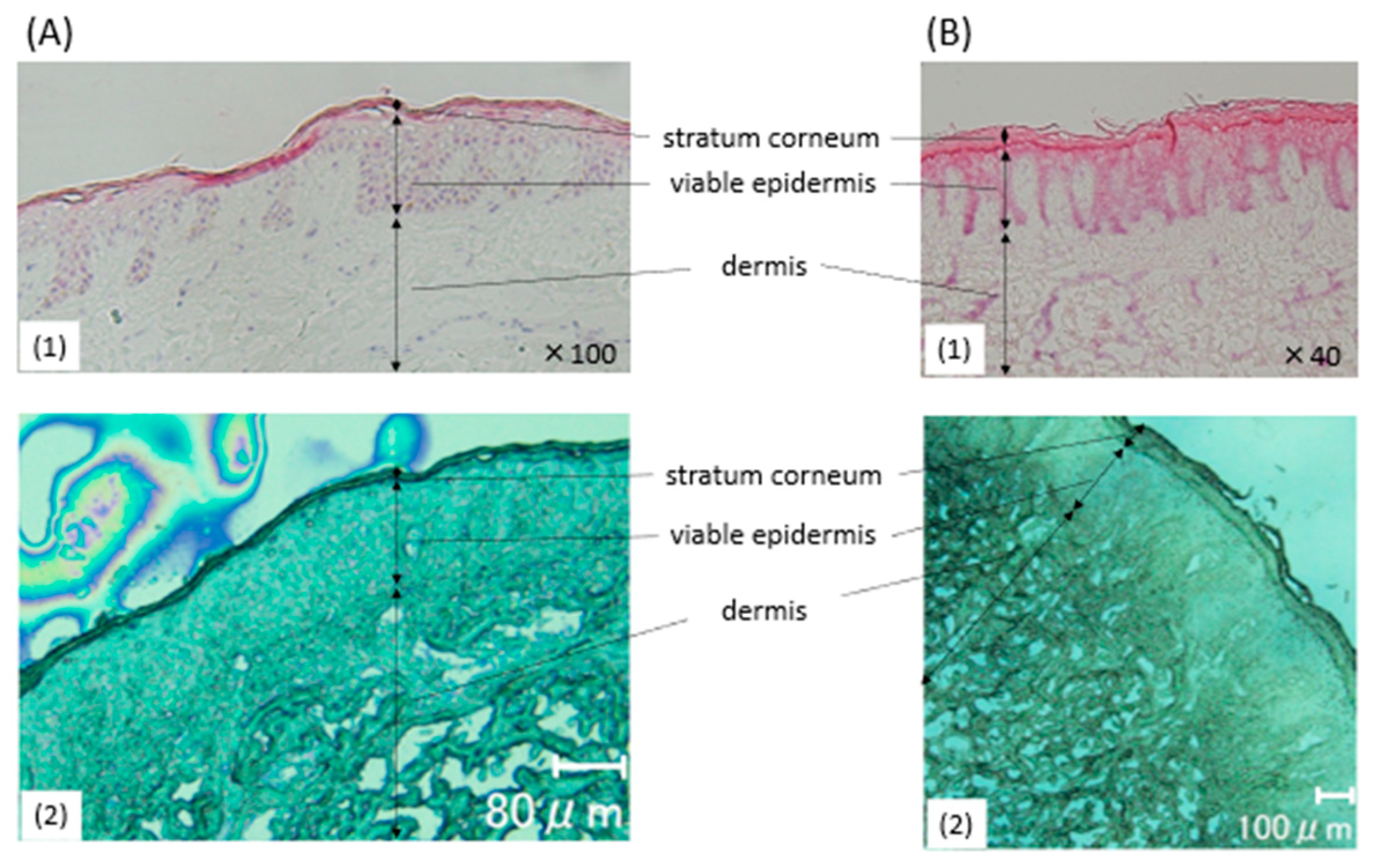 Ijms 26 12114 g001 Ijms 26 12114 g001