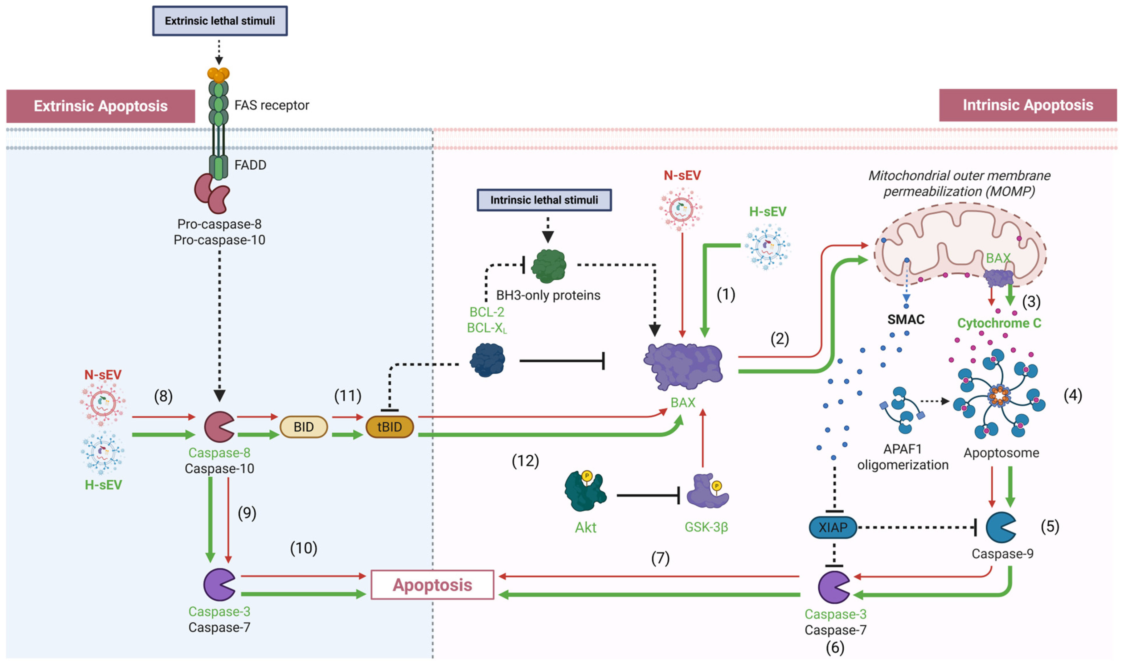 Ijms 26 12123 g006 Ijms 26 12123 g006