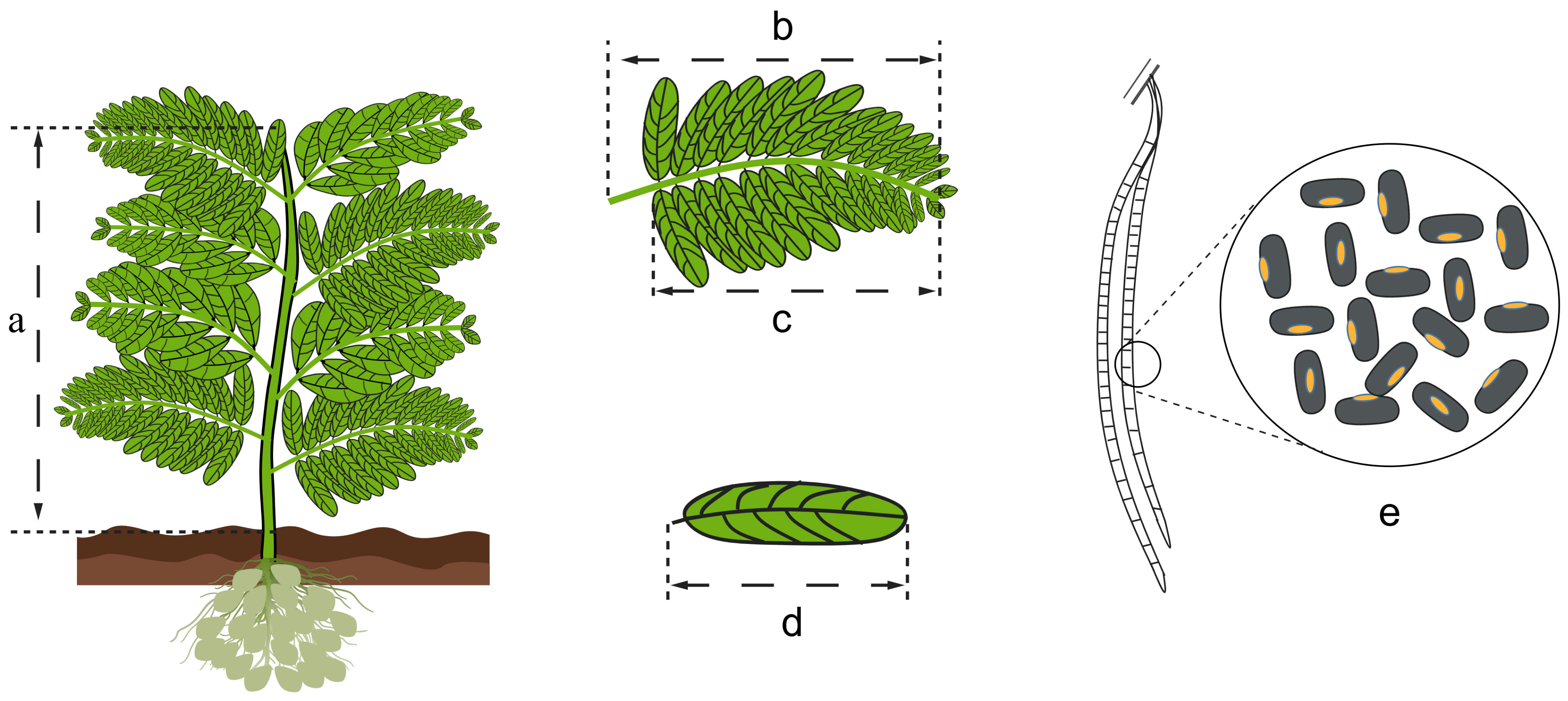 Ijms 26 12129 g001 Ijms 26 12129 g001