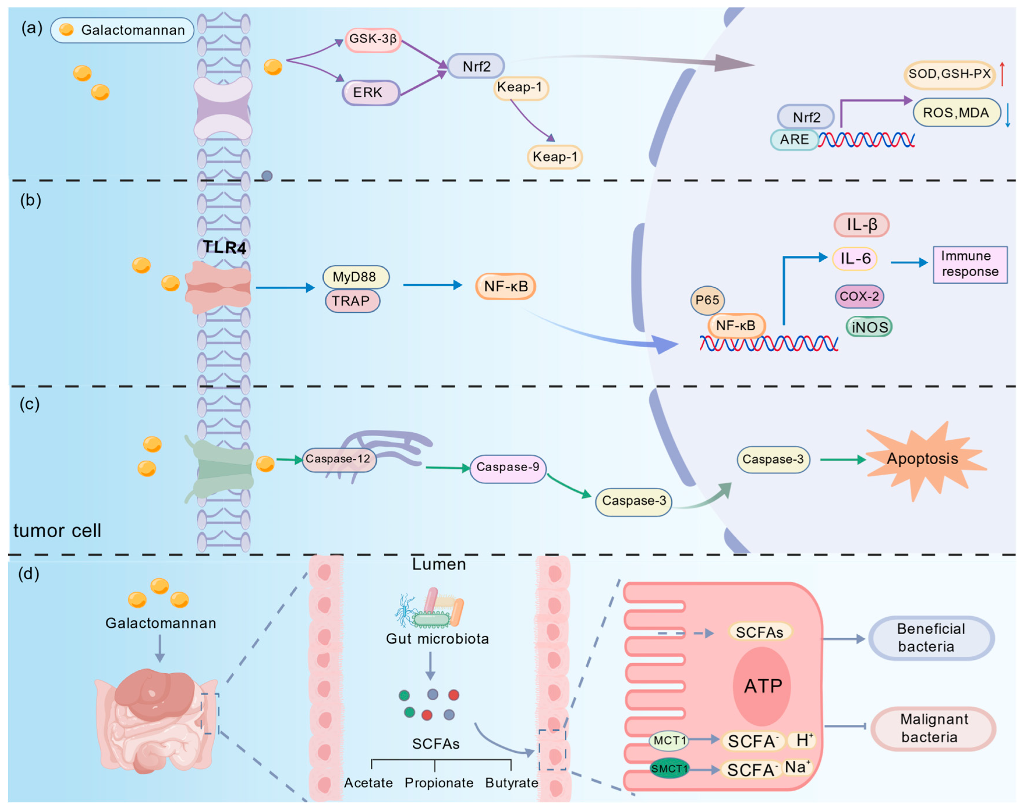 Ijms 26 12129 g004 Ijms 26 12129 g004