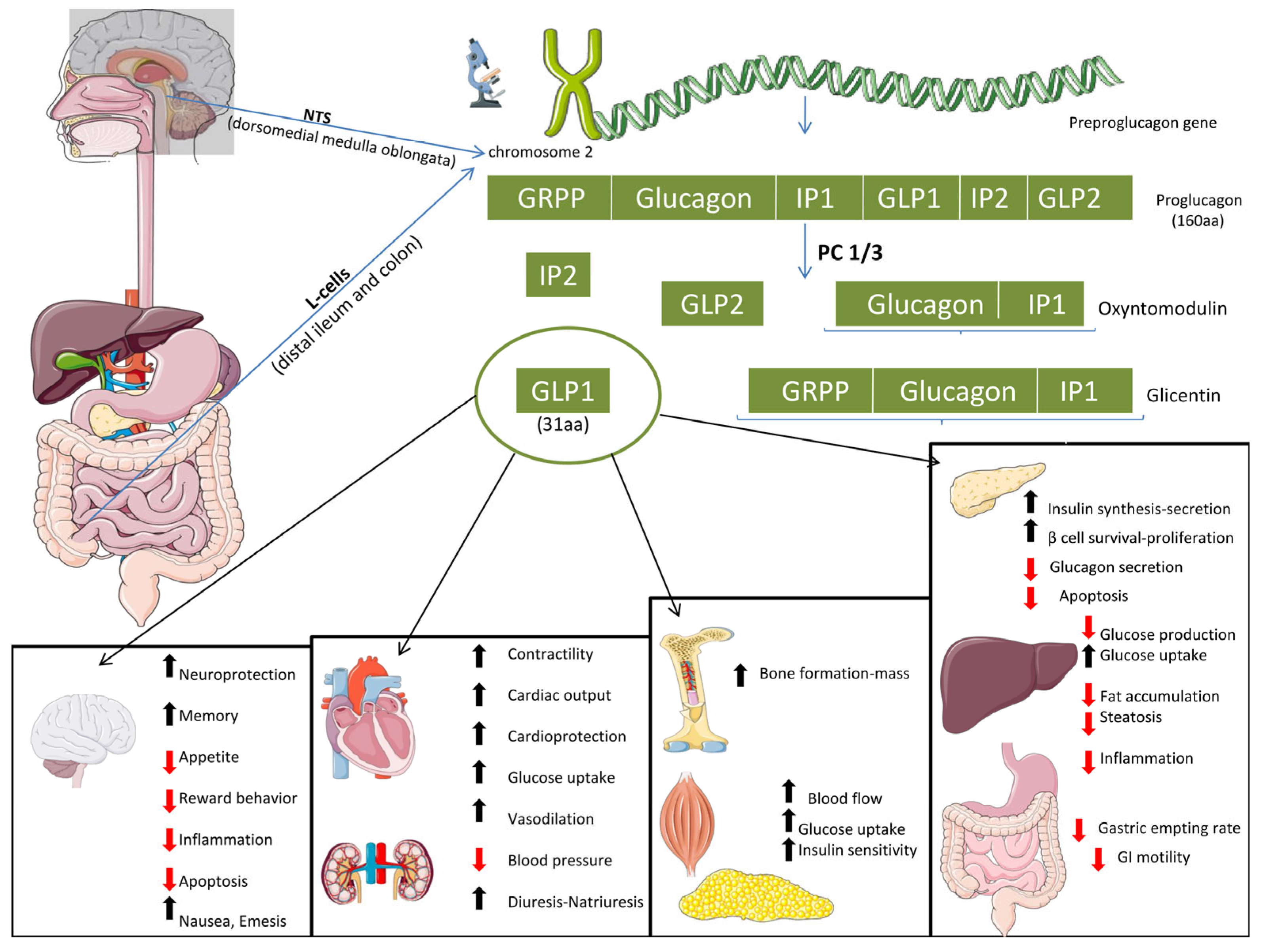 Ijms 26 12130 g001 Ijms 26 12130 g001