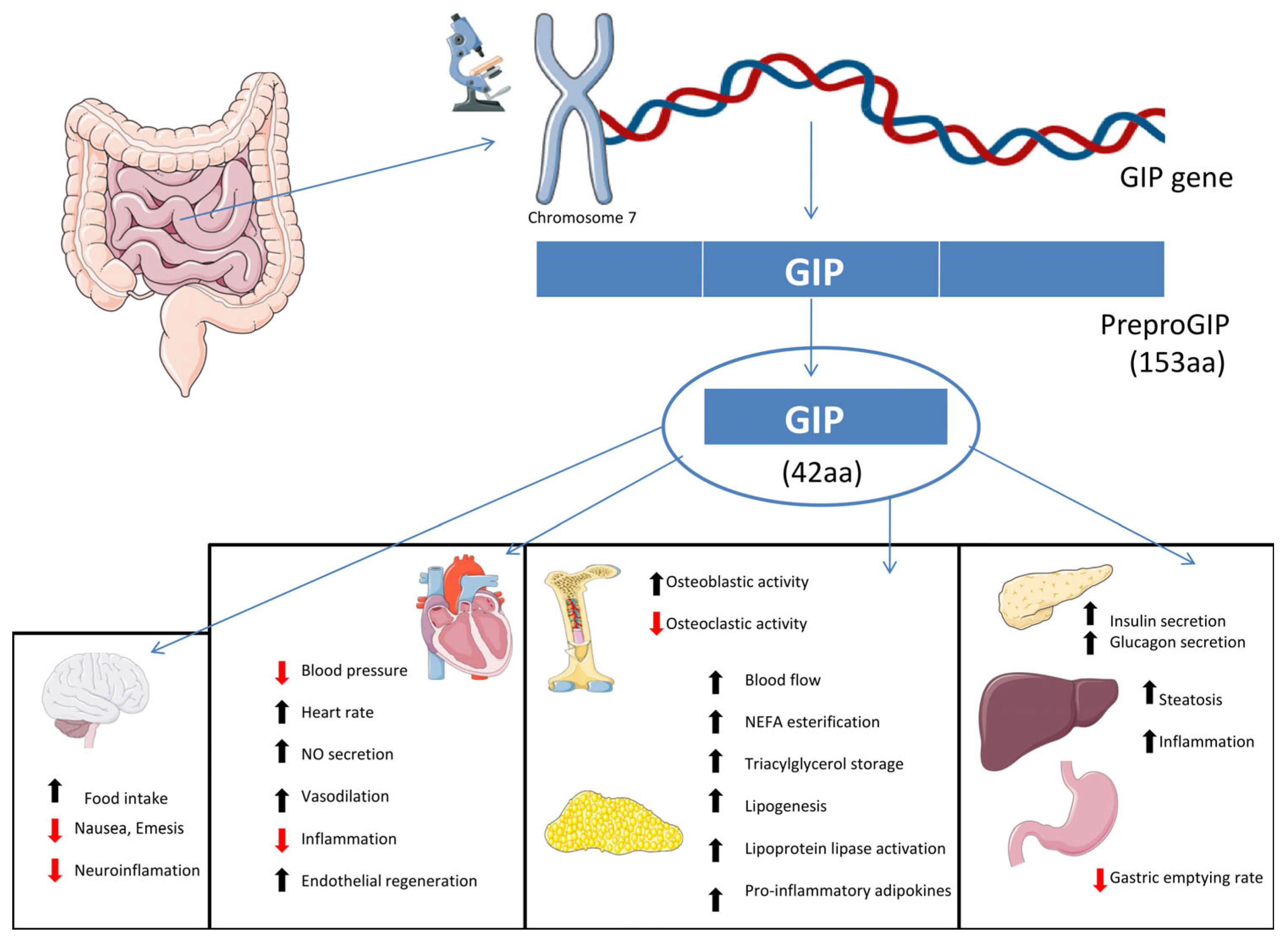 Ijms 26 12130 g002 Ijms 26 12130 g002