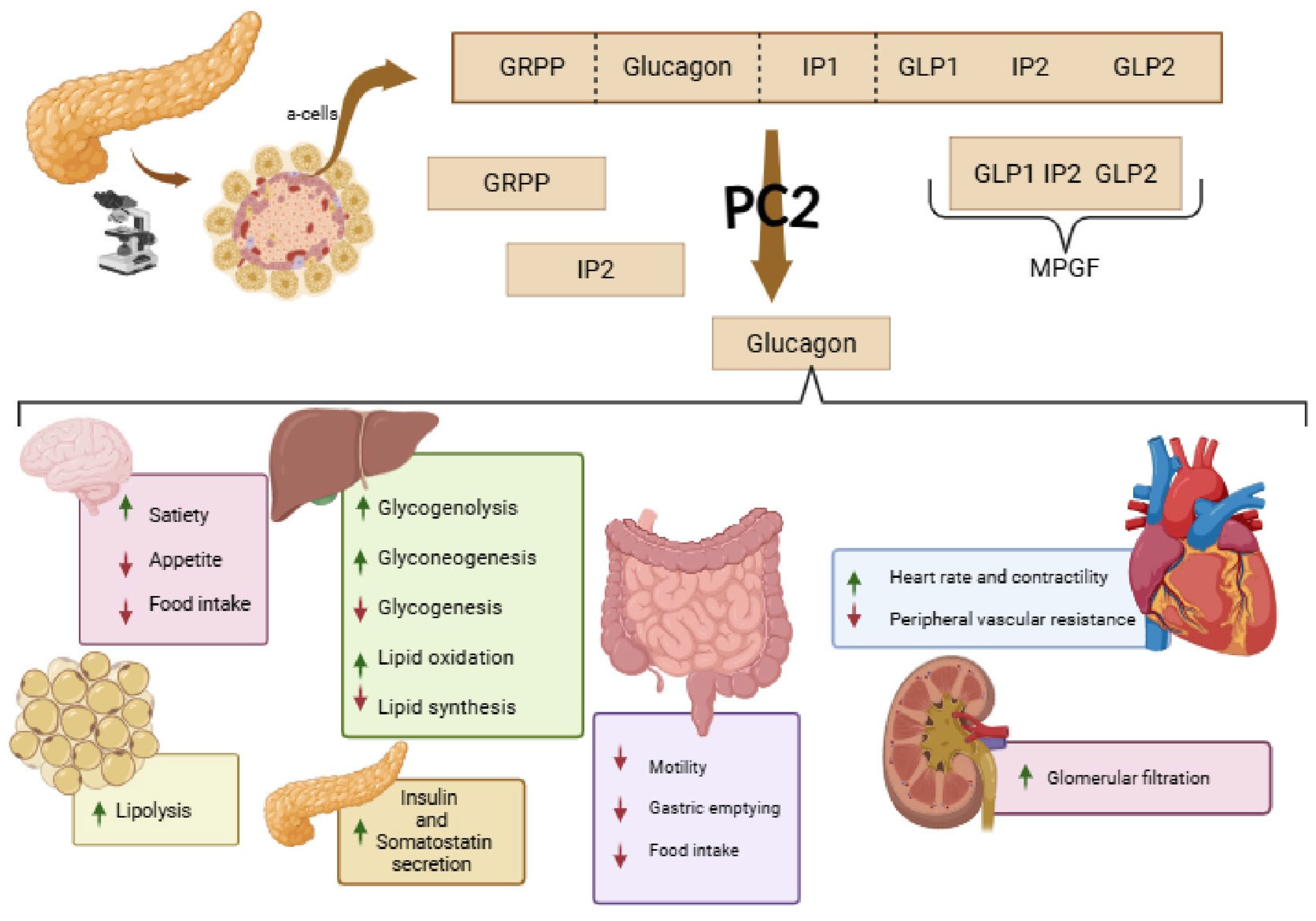 Ijms 26 12130 g003 Ijms 26 12130 g003