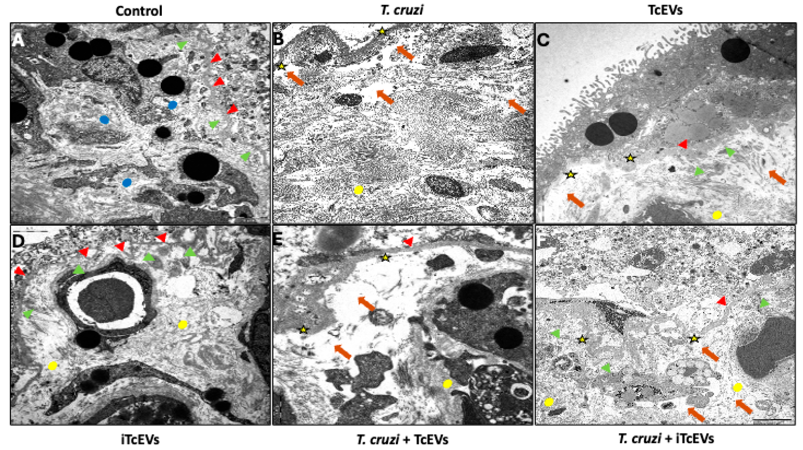 Ijms 26 12131 g001 Ijms 26 12131 g001