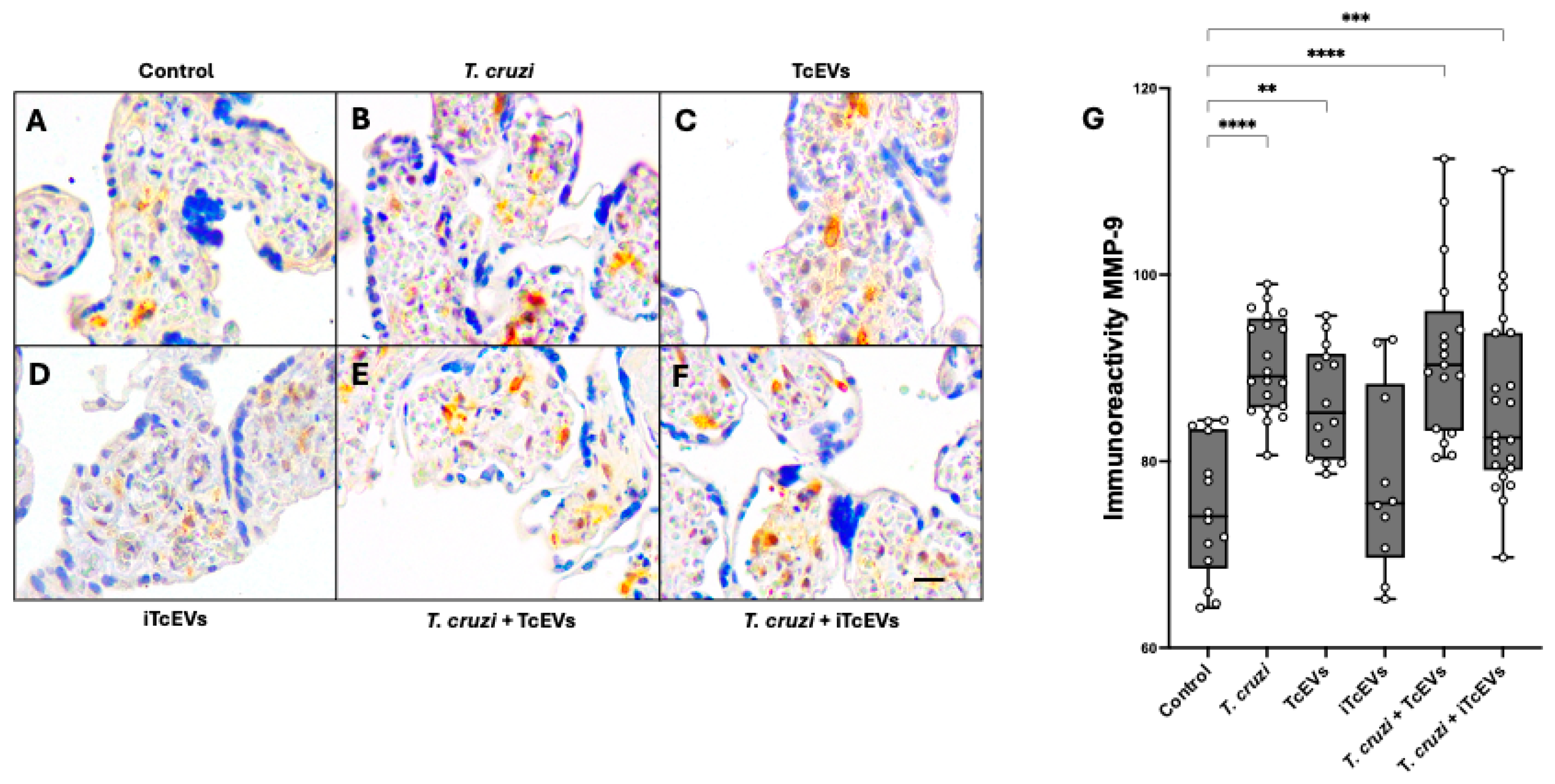 Ijms 26 12131 g003 Ijms 26 12131 g003