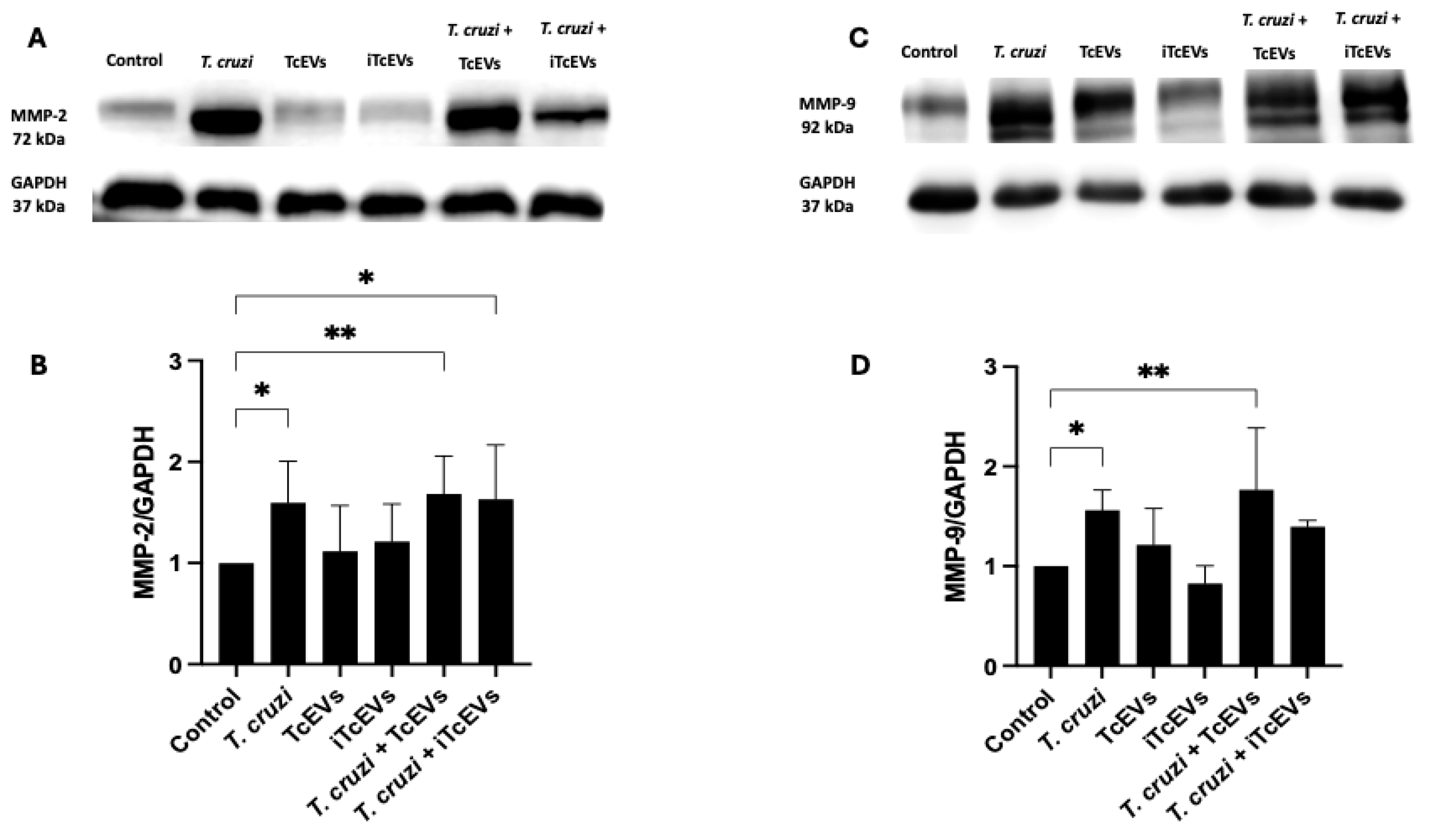 Ijms 26 12131 g004 Ijms 26 12131 g004
