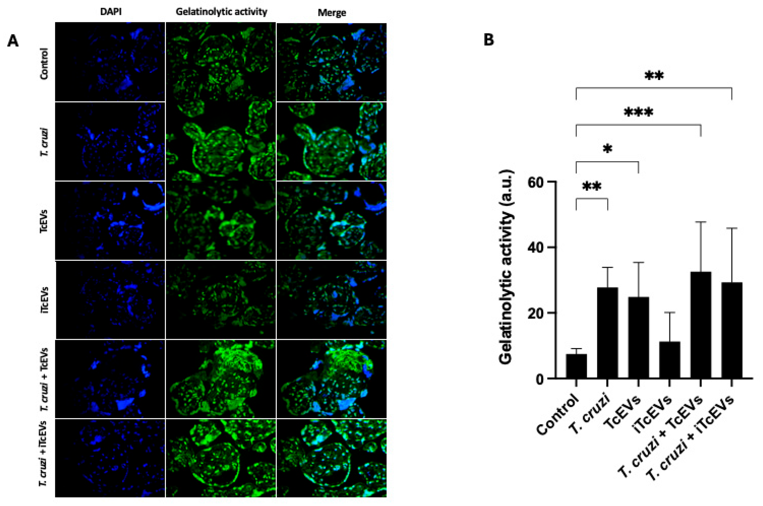 Ijms 26 12131 g005 Ijms 26 12131 g005