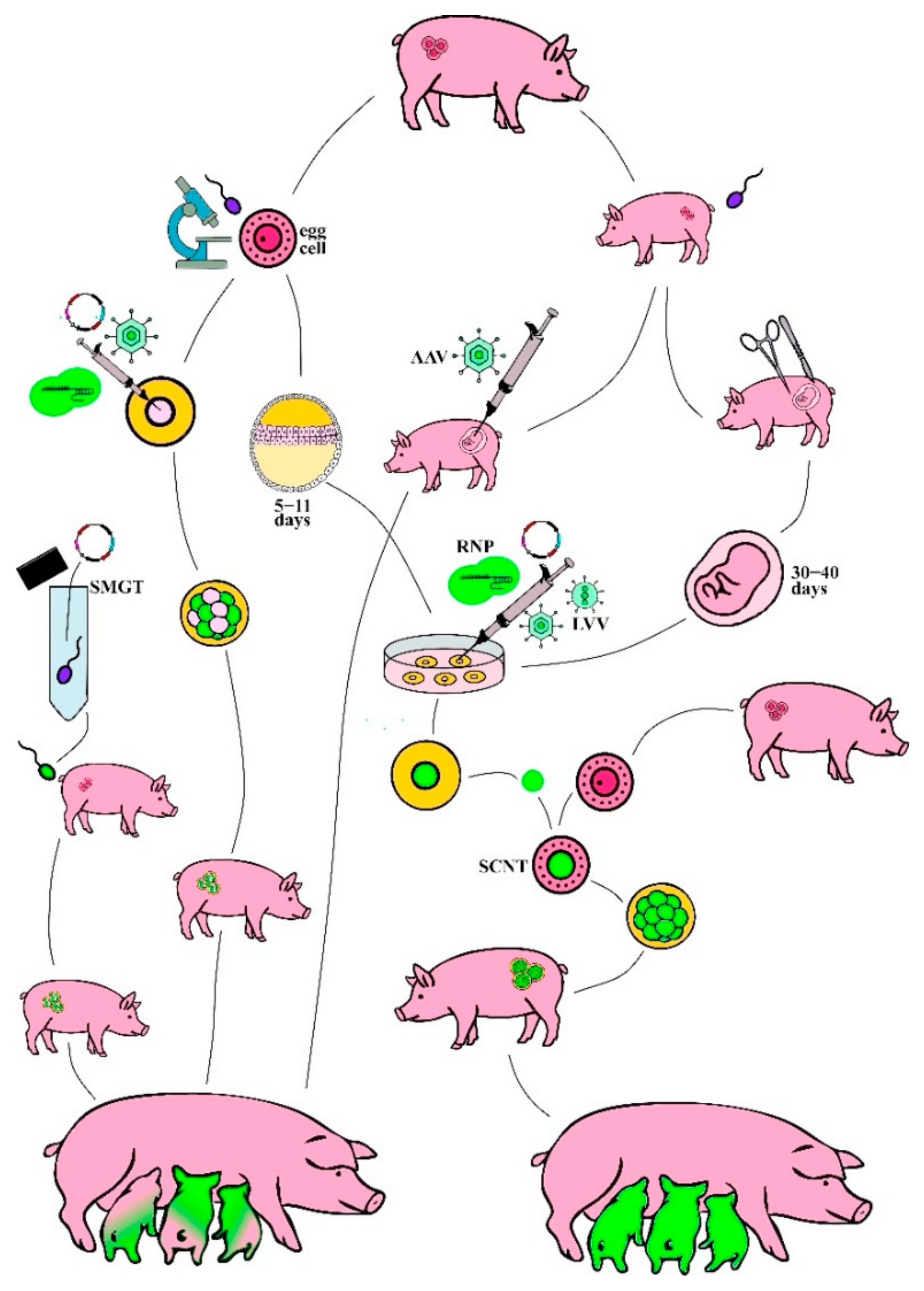 Ijms 26 12140 g001 Ijms 26 12140 g001