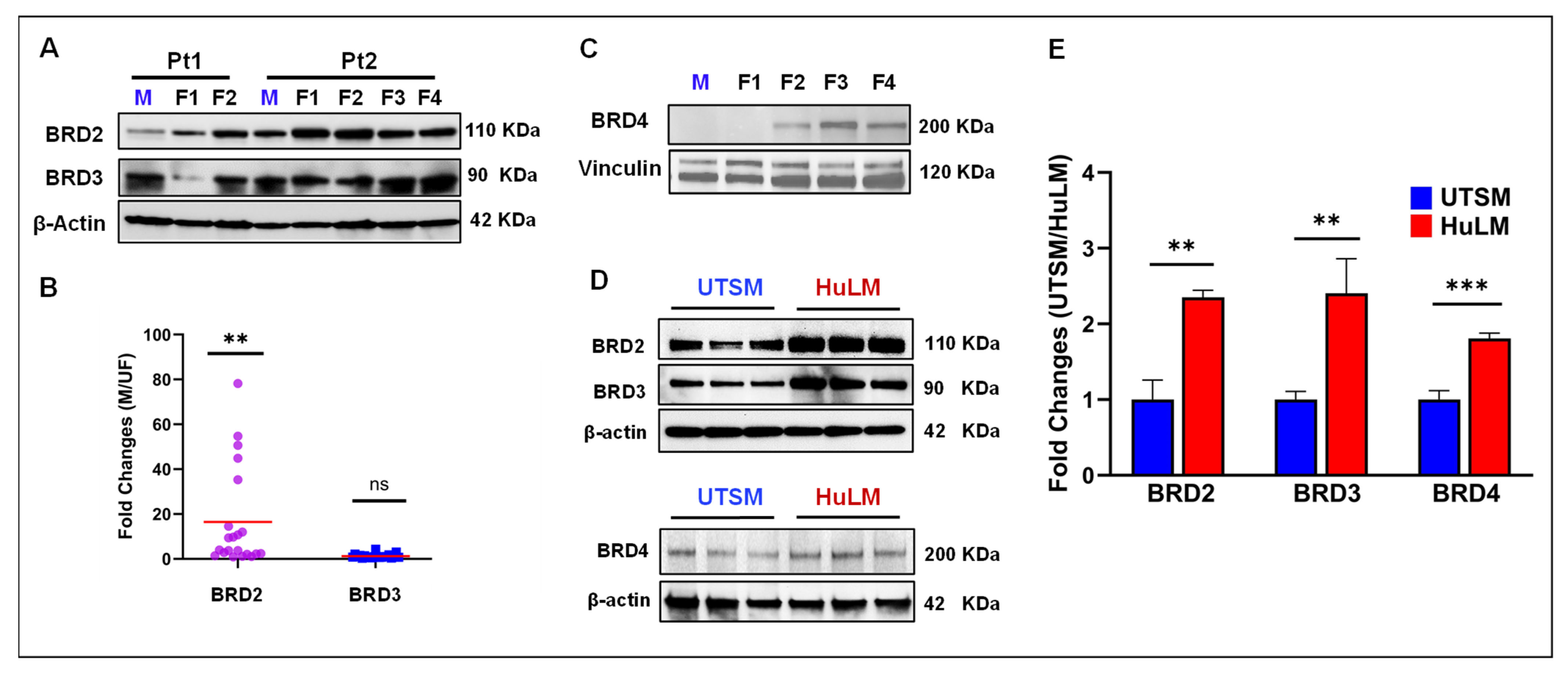 Ijms 26 12144 g001 Ijms 26 12144 g001