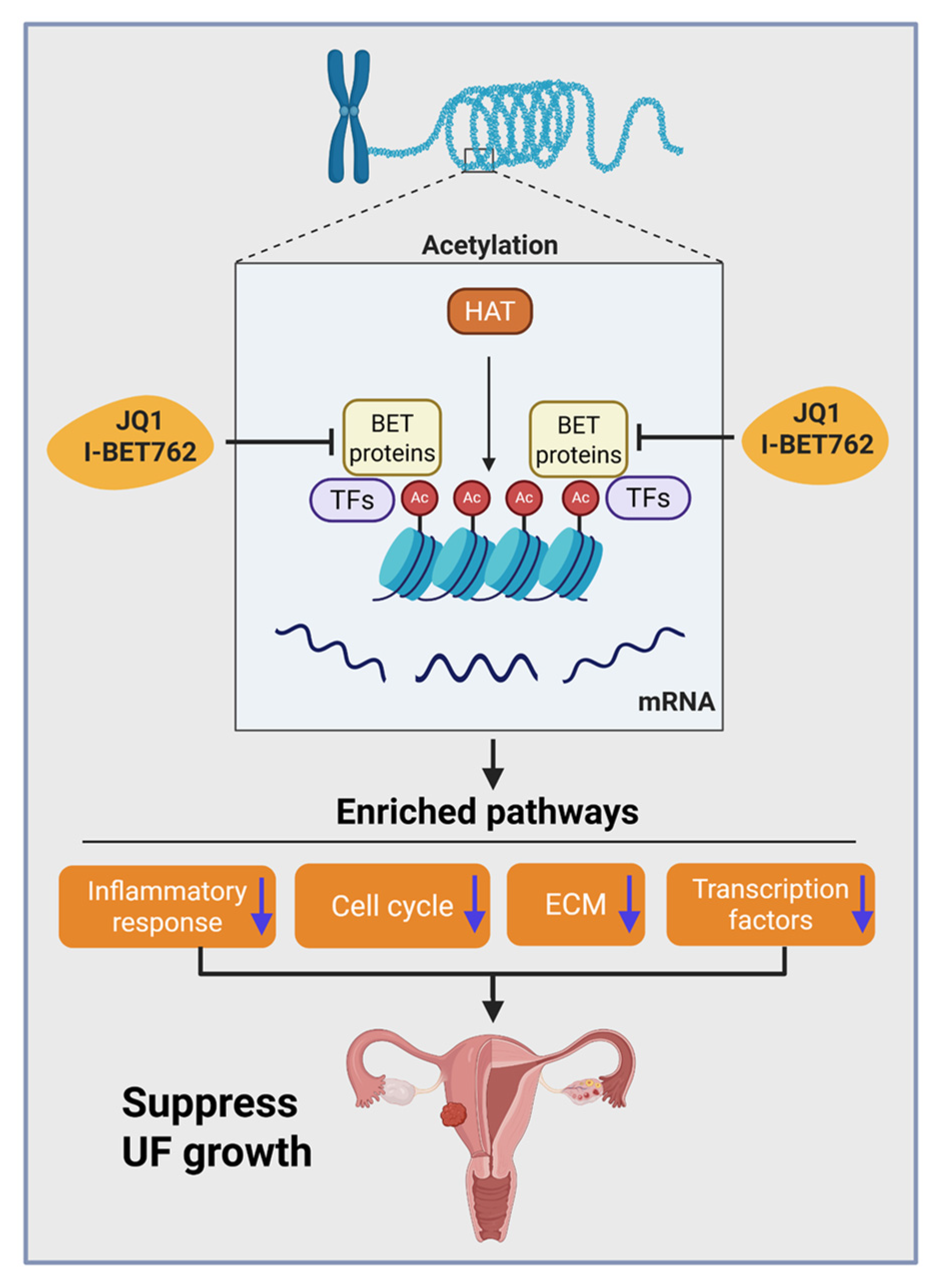 Ijms 26 12144 g011 Ijms 26 12144 g011