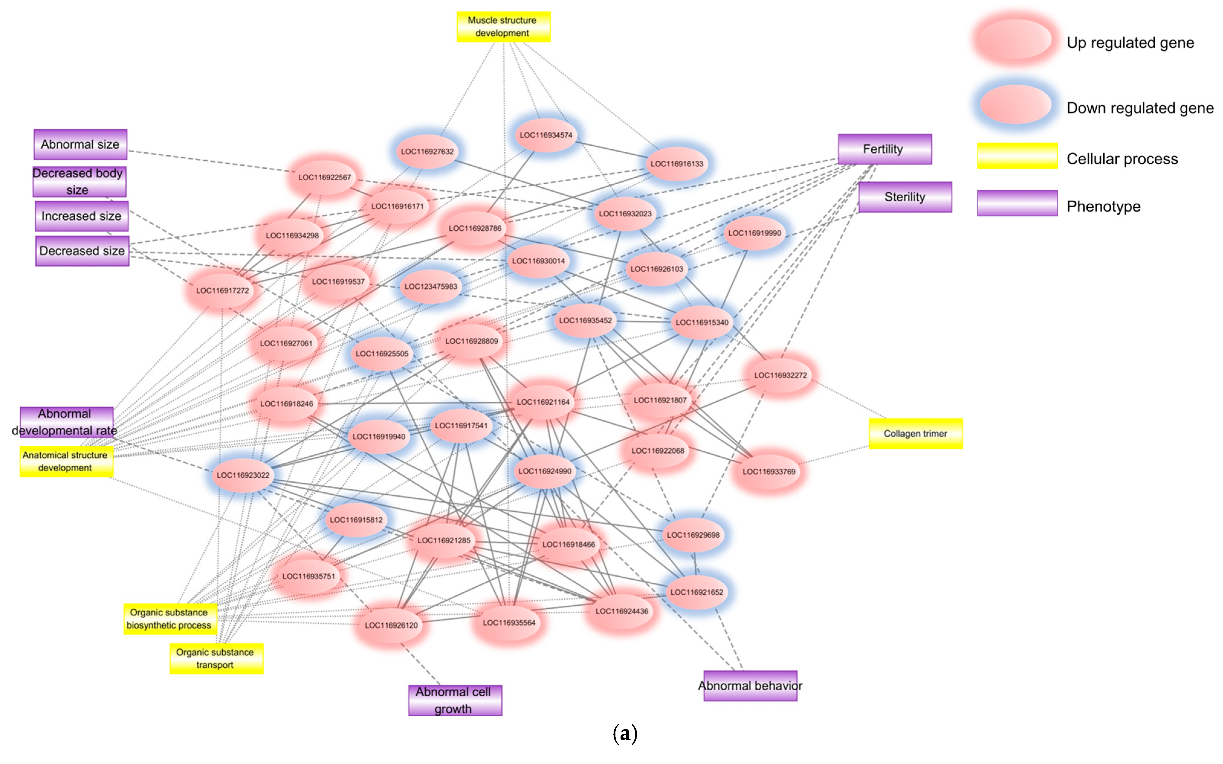 Ijms 26 12146 g002a Ijms 26 12146 g002a