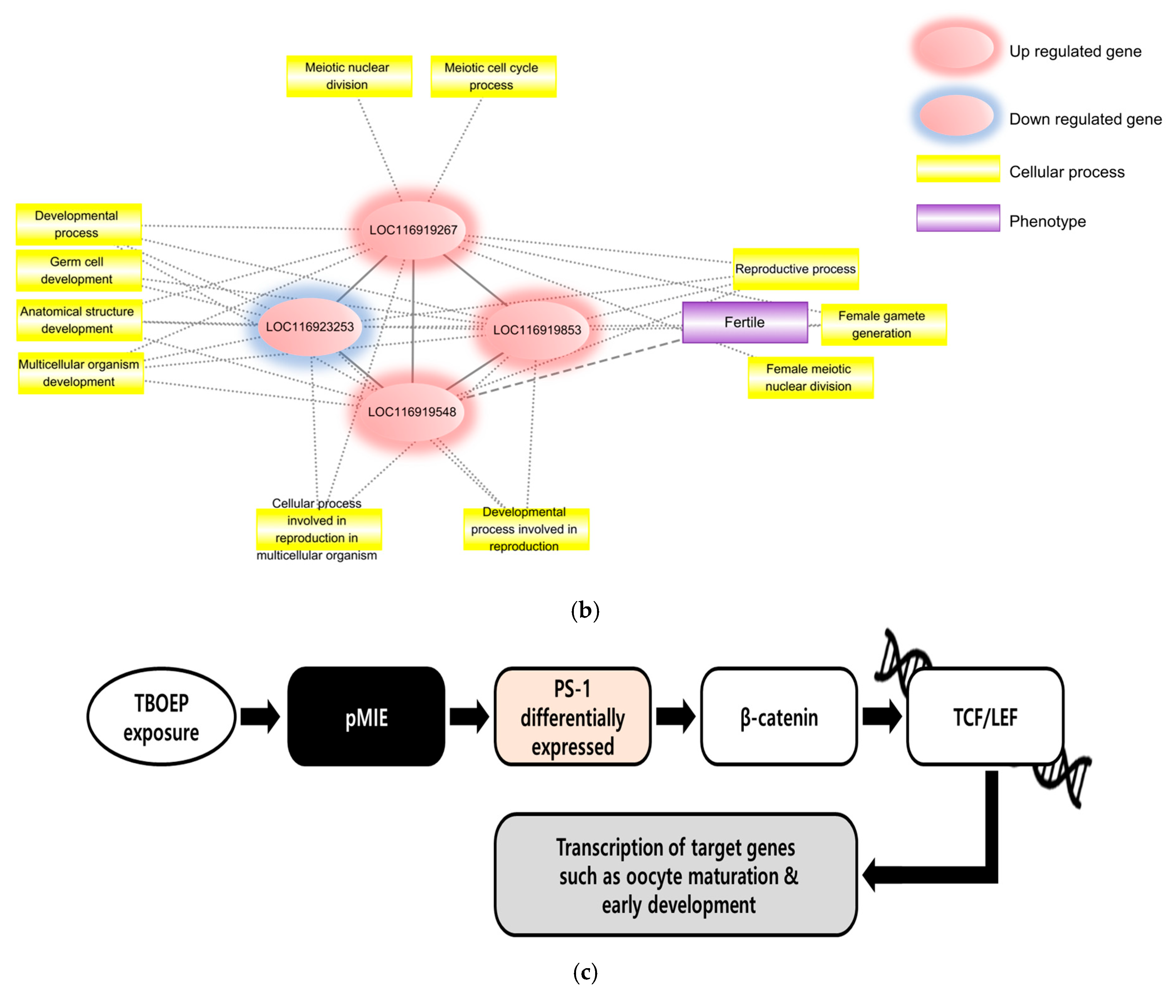 Ijms 26 12146 g002b Ijms 26 12146 g002b
