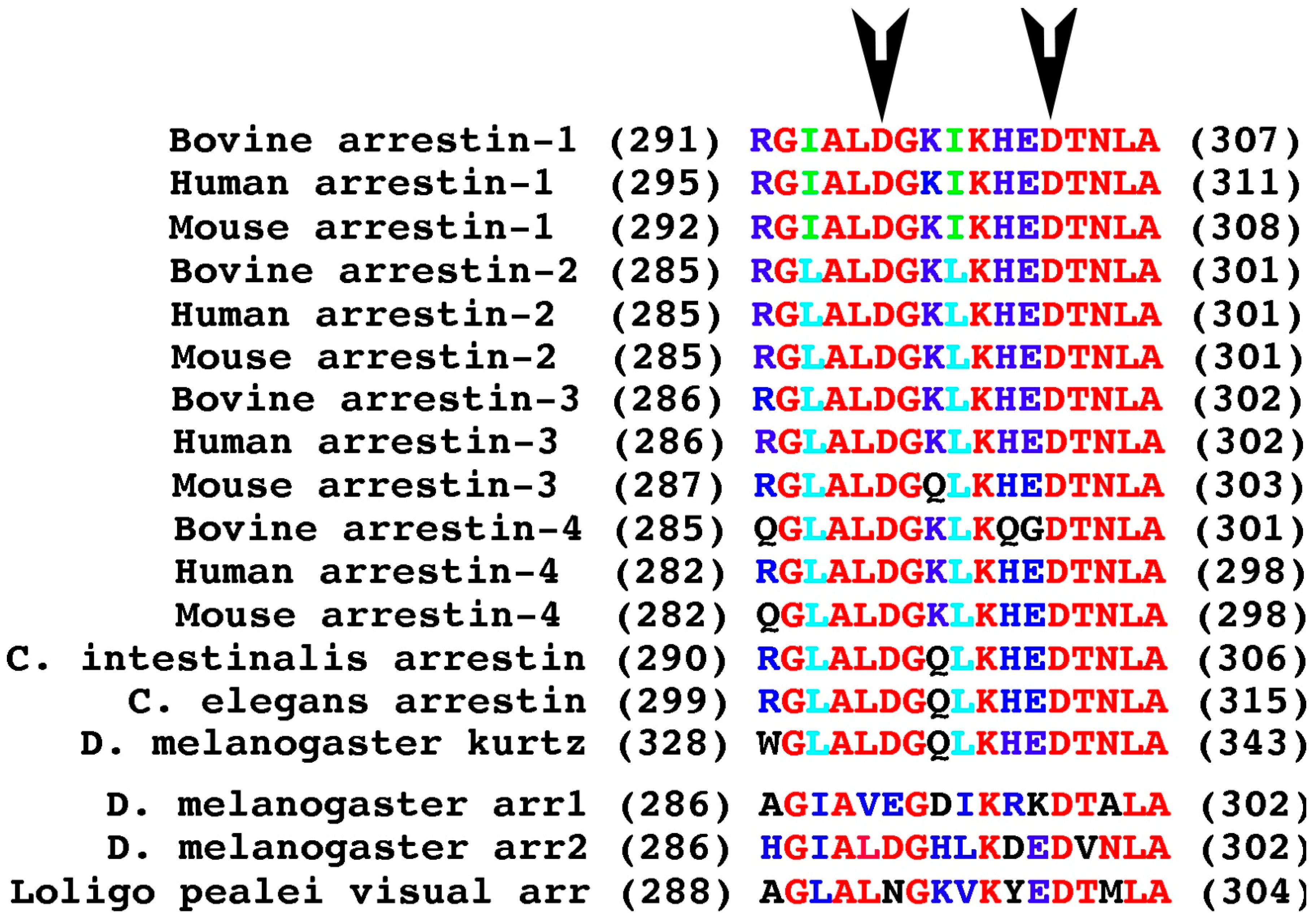 Ijms 26 12154 g006 Ijms 26 12154 g006