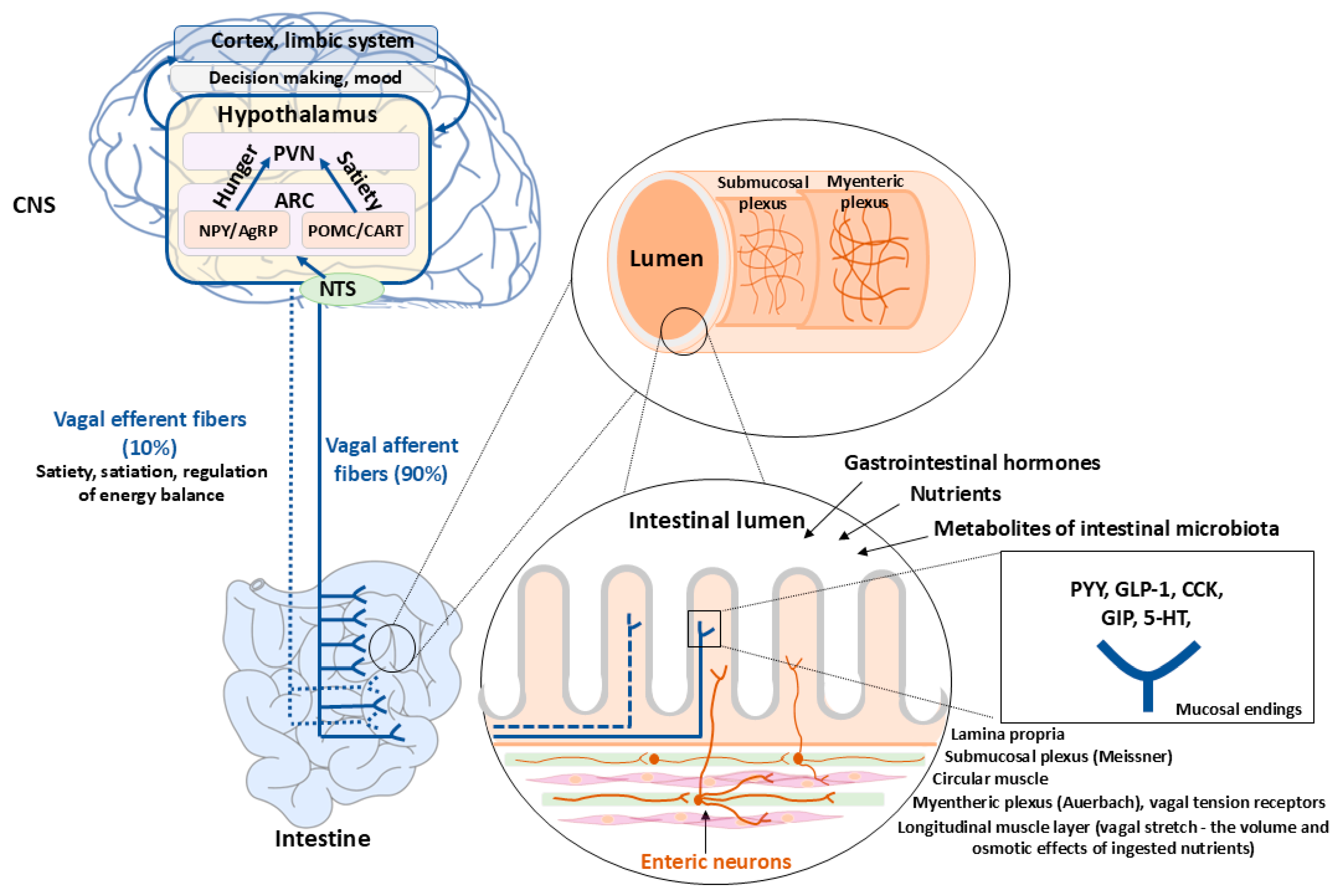 Ijms 26 12167 g001 Ijms 26 12167 g001