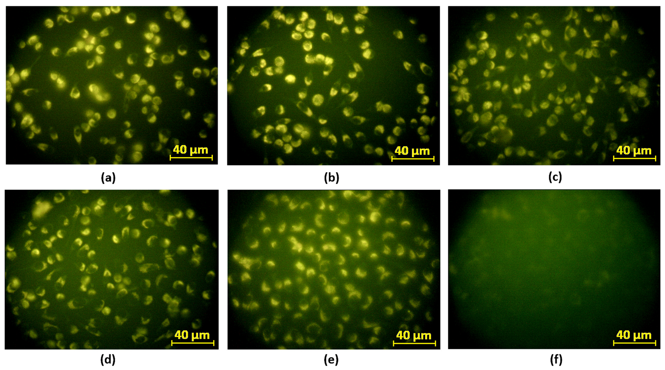 Ijms 26 12185 g025