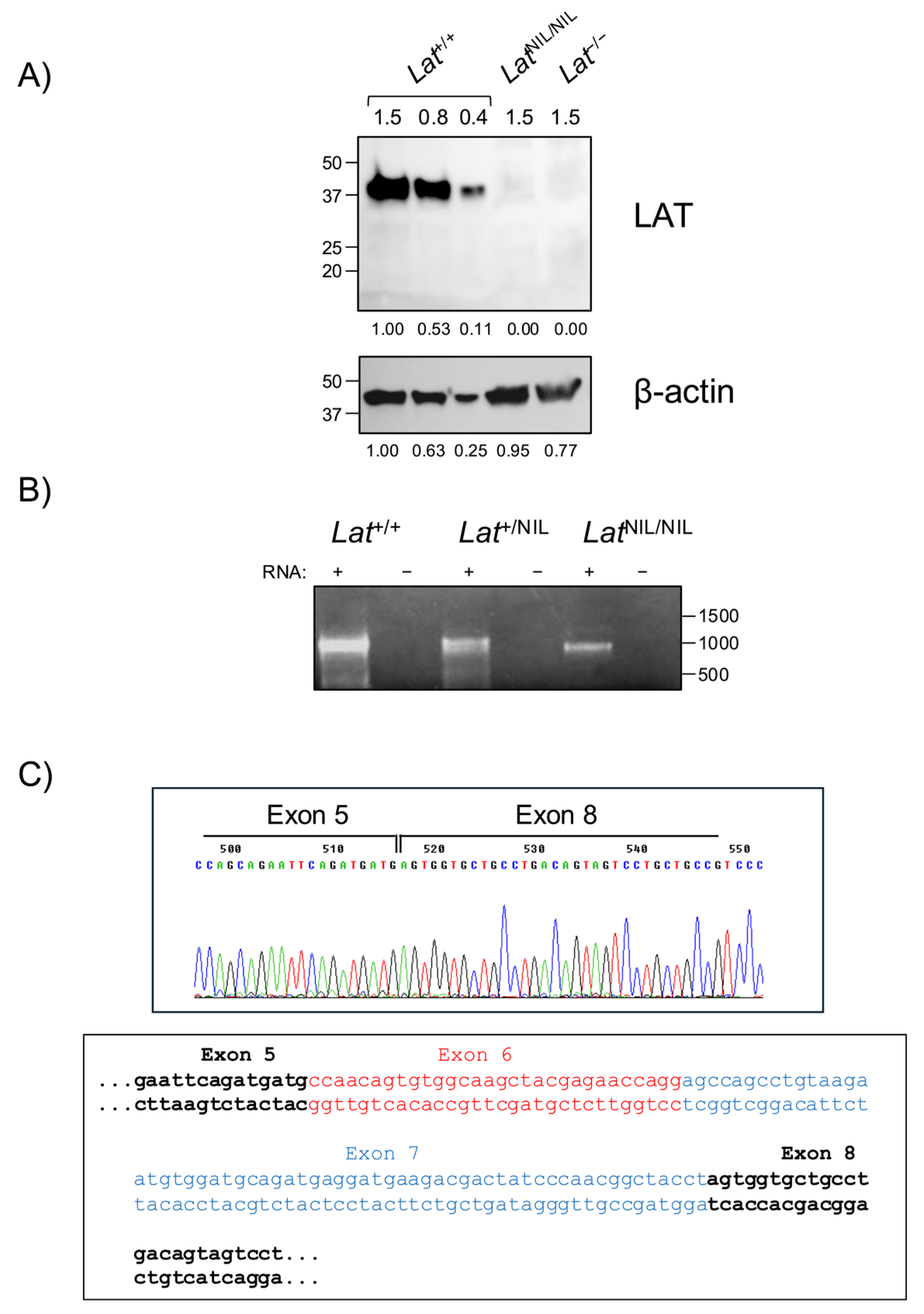 Ijms 26 12186 g002 Ijms 26 12186 g002