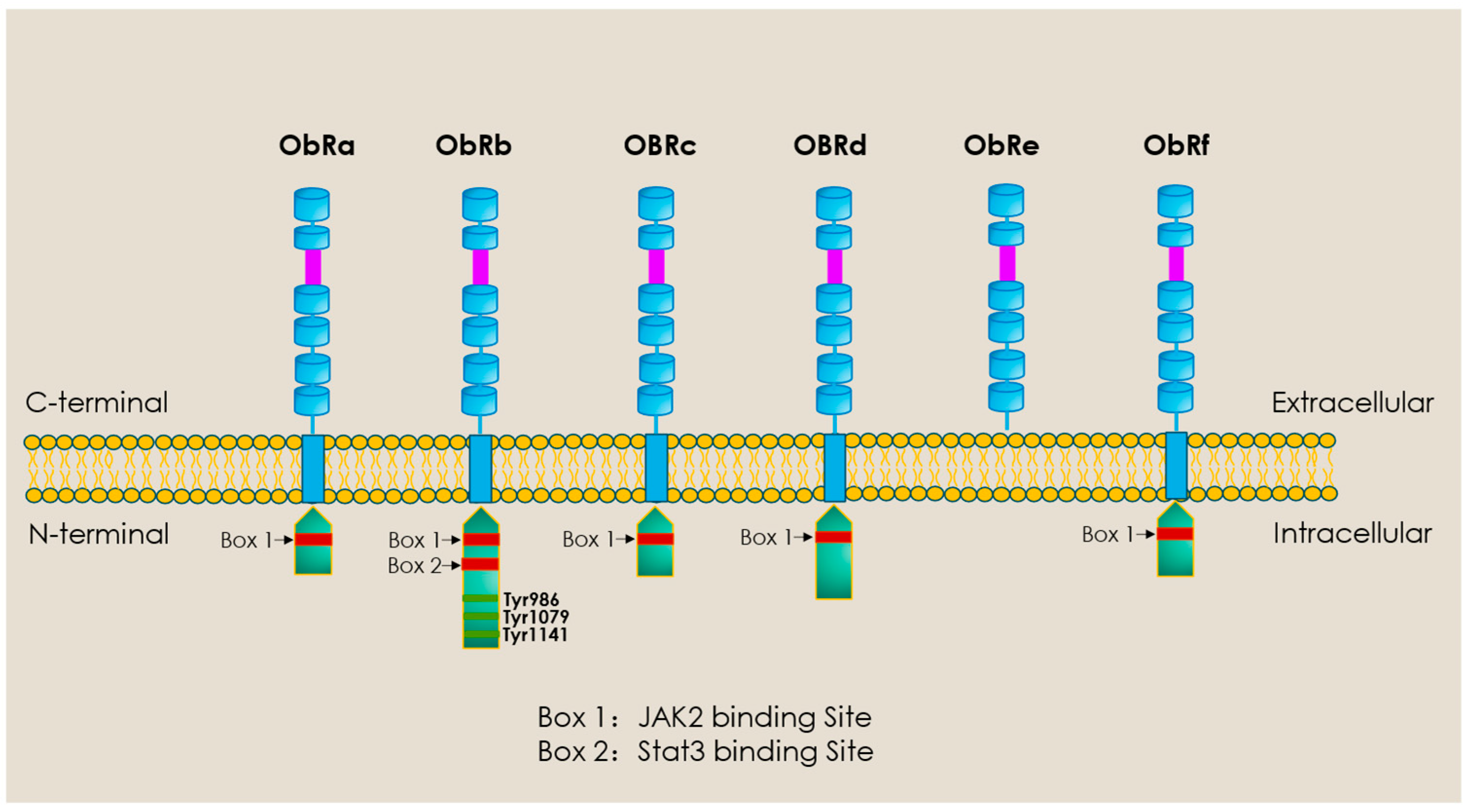 Ijms 27 00003 g002