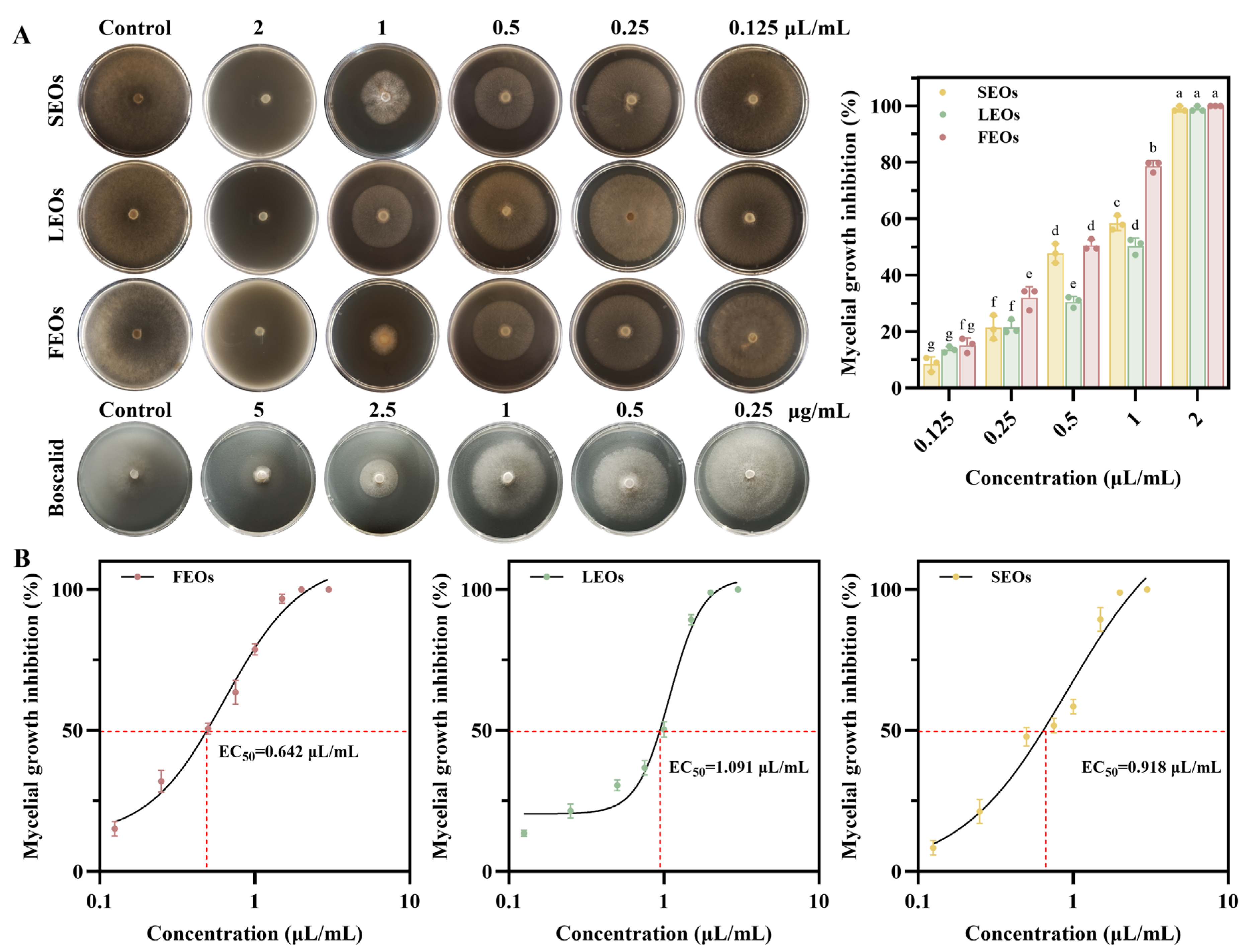 Ijms 27 00049 g004 Ijms 27 00049 g004