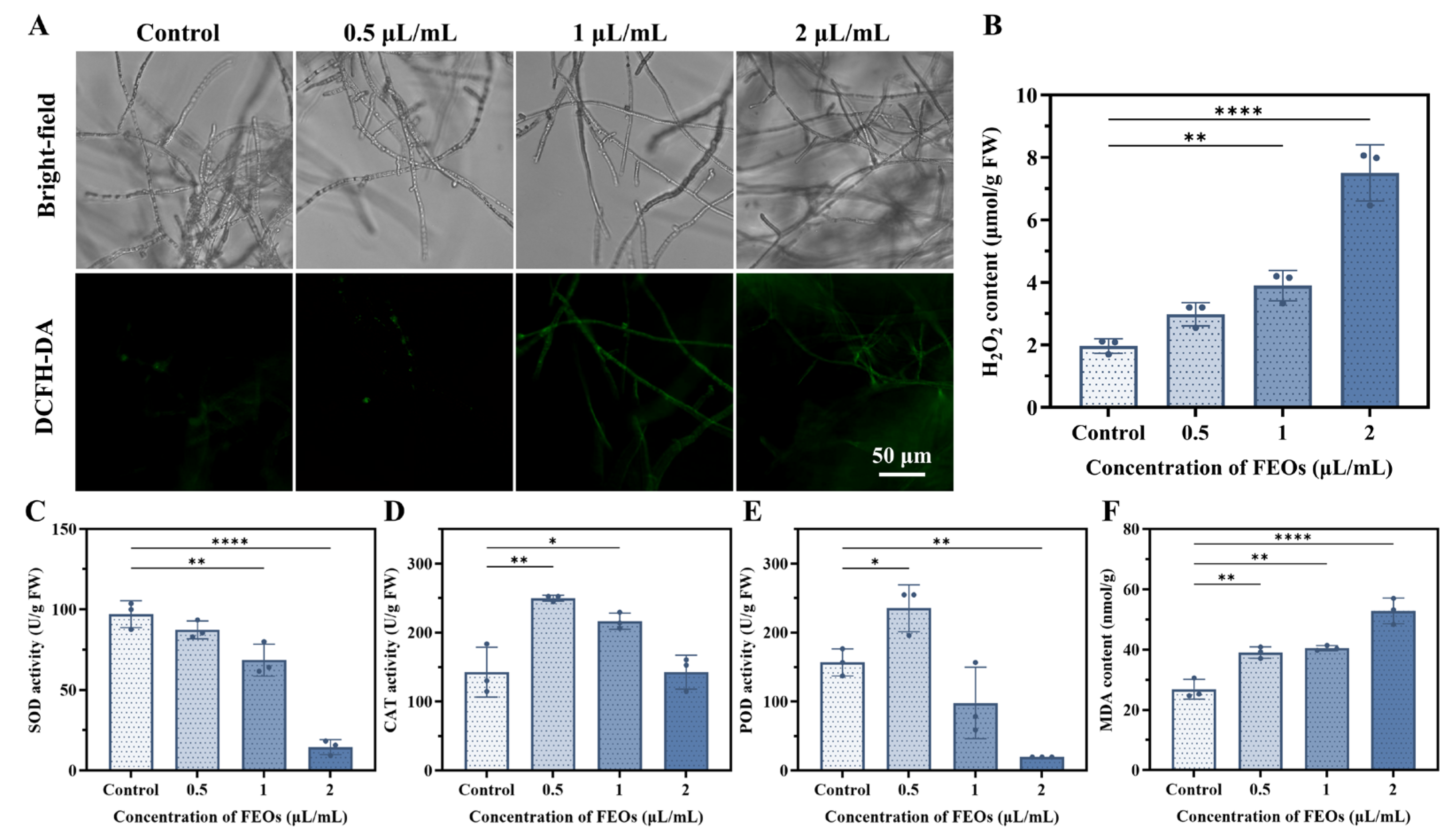 Ijms 27 00049 g010 Ijms 27 00049 g010