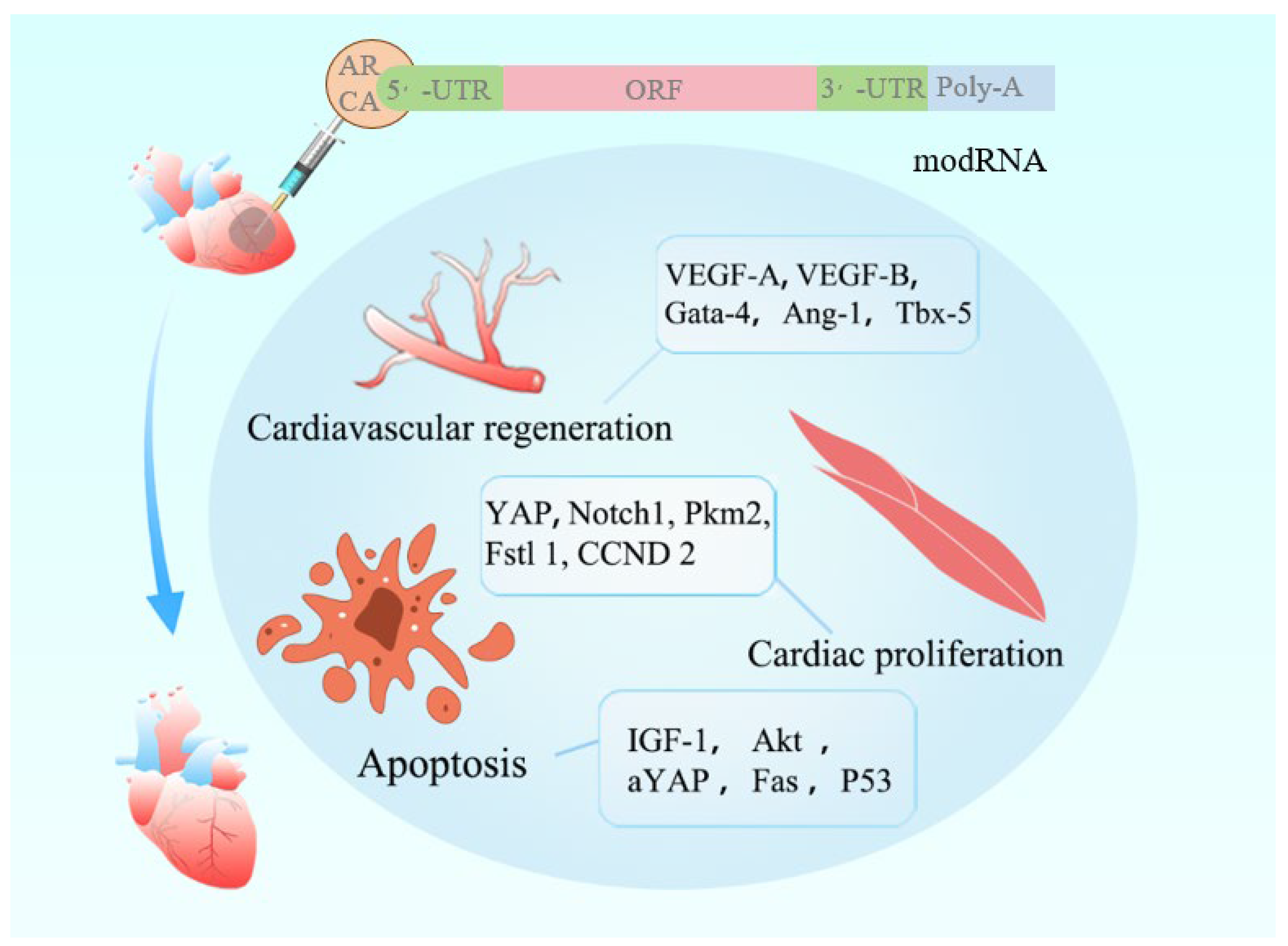Modified mRNA-Based Therapeutic Strategies for Myocardial Ischemia