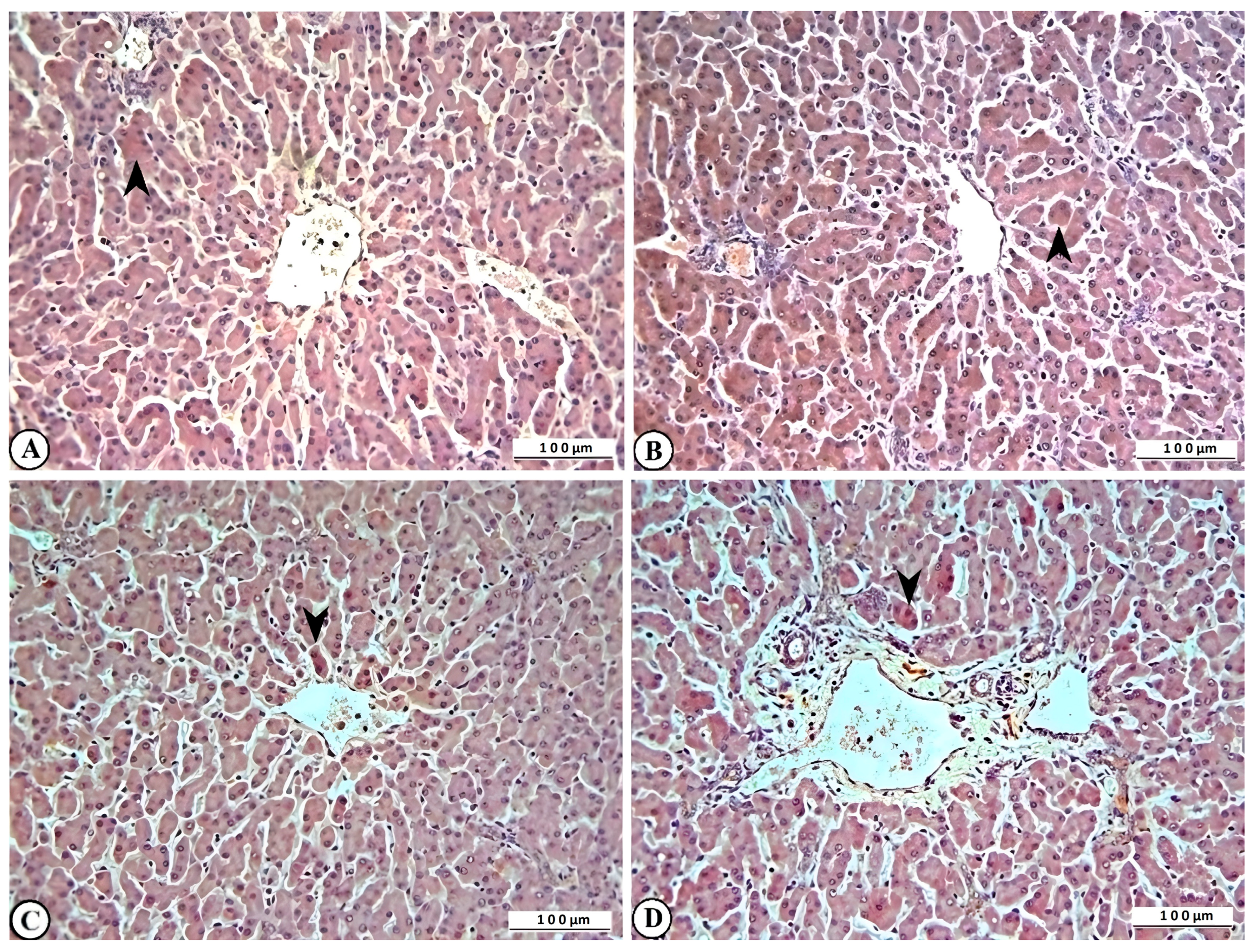 Ijms 27 00065 g008 Ijms 27 00065 g008