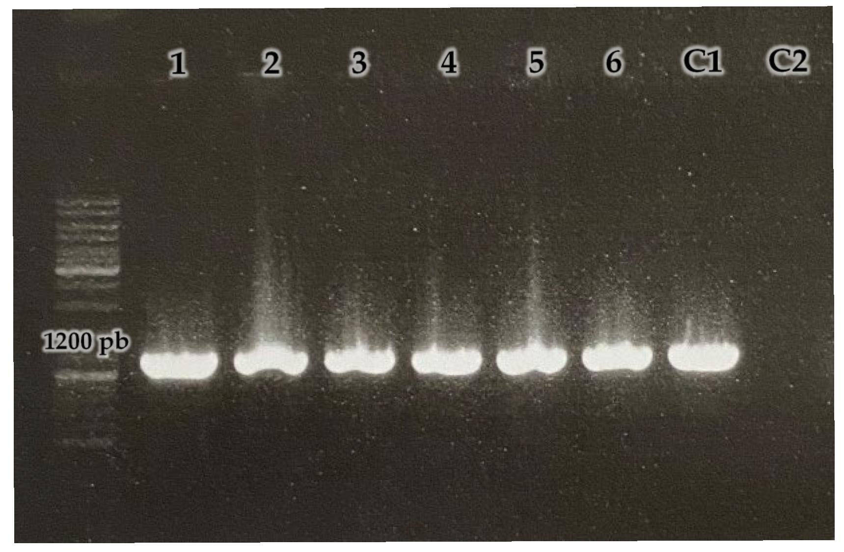 Ijms 27 00093 g002