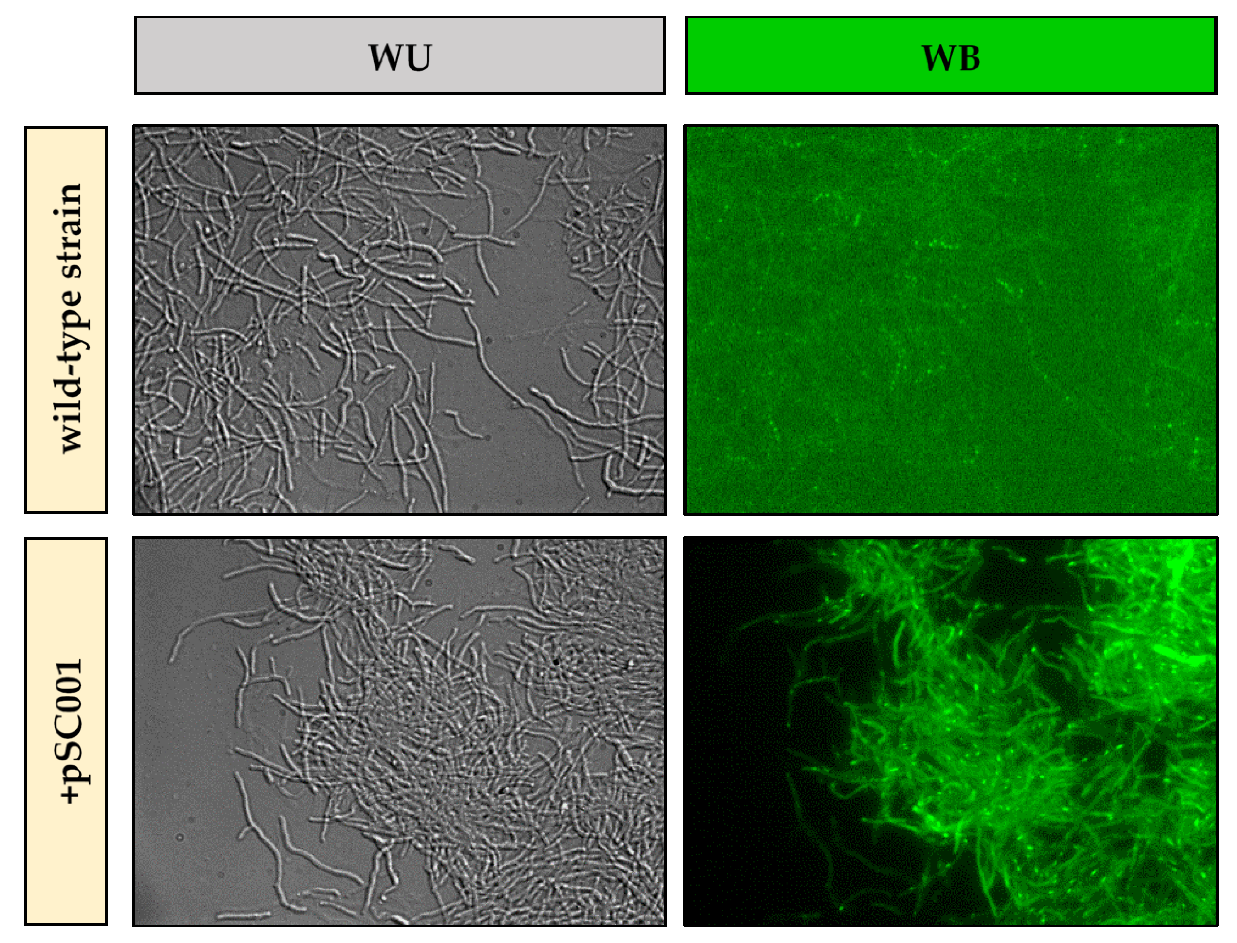 Fluorescence-Based Soil Survival Analysis of the Xenobiotic- and