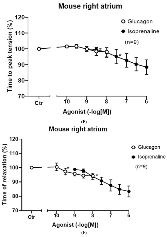 Contractile Effects of Glucagon in Mouse Cardiac Preparations