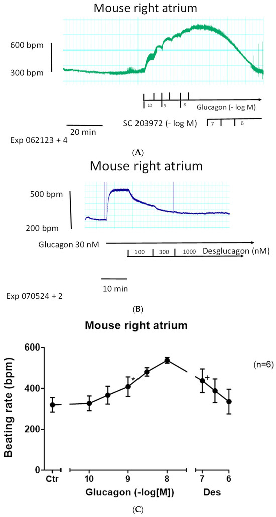 Contractile Effects of Glucagon in Mouse Cardiac Preparations