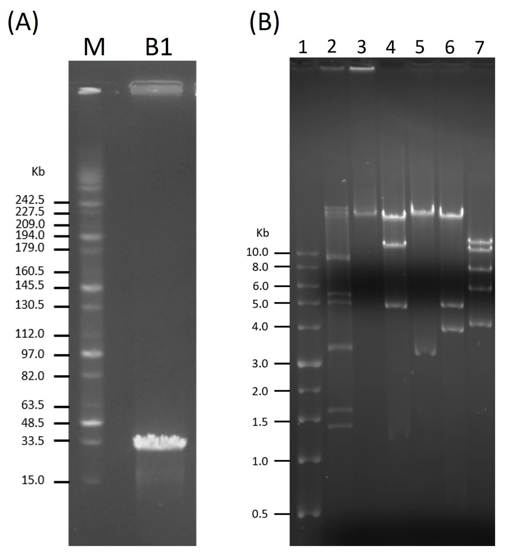 Ijms 27 00195 g004 Ijms 27 00195 g004