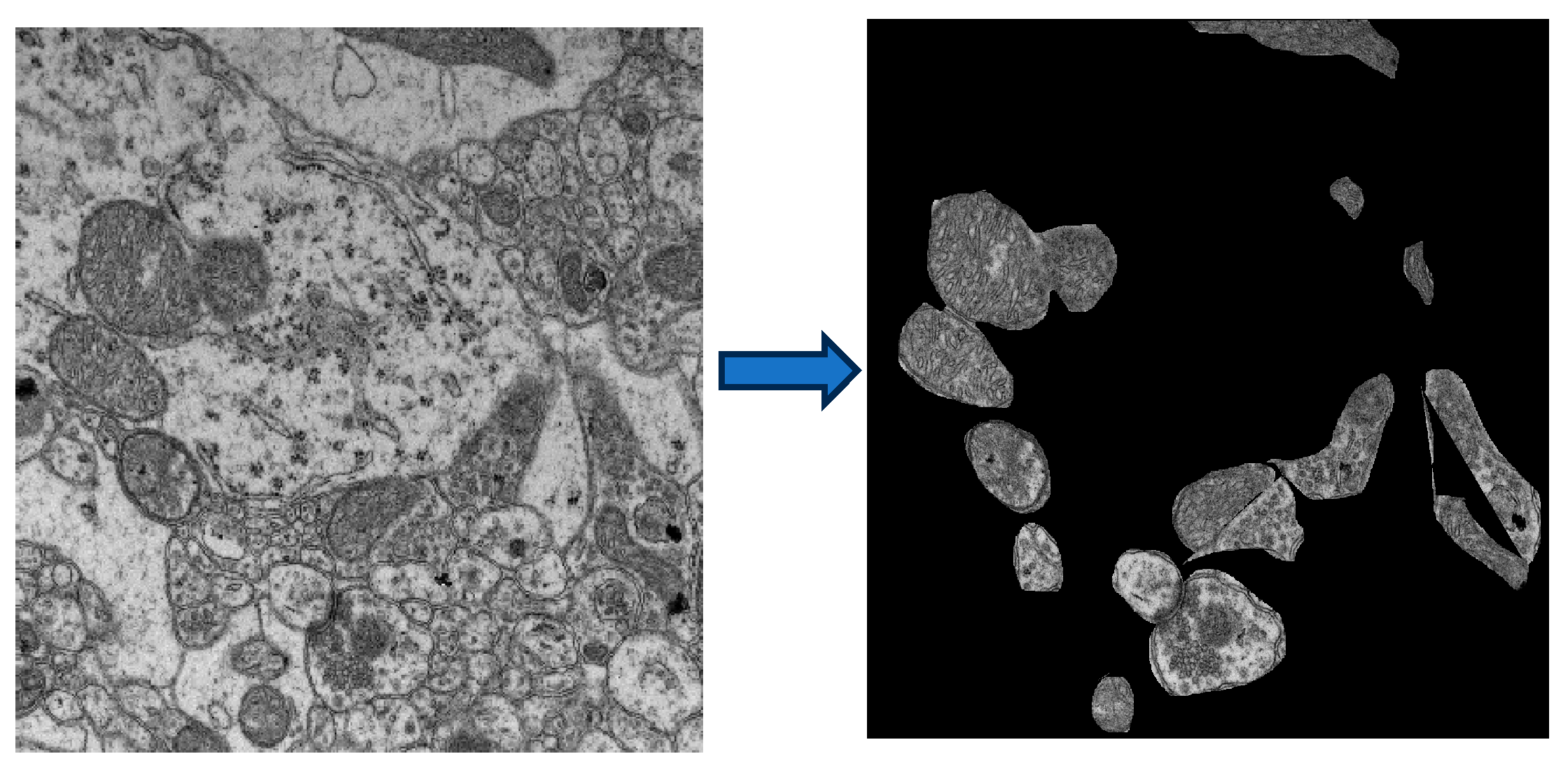 Ijms 27 00198 g008 Ijms 27 00198 g008