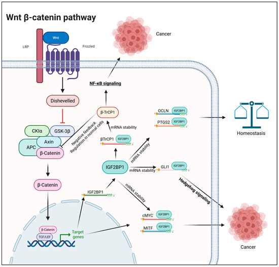 RNA-Binding Proteins: Modulators of Canonical Wnt Signaling Pathway