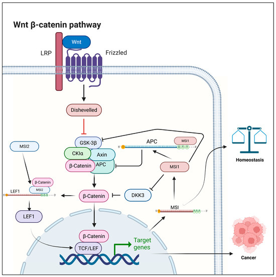RNA-Binding Proteins: Modulators of Canonical Wnt Signaling Pathway
