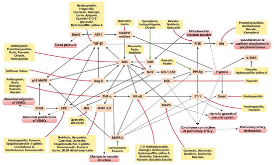 Flavonoids: Potential New Drug Candidates for Attenuating Vascular